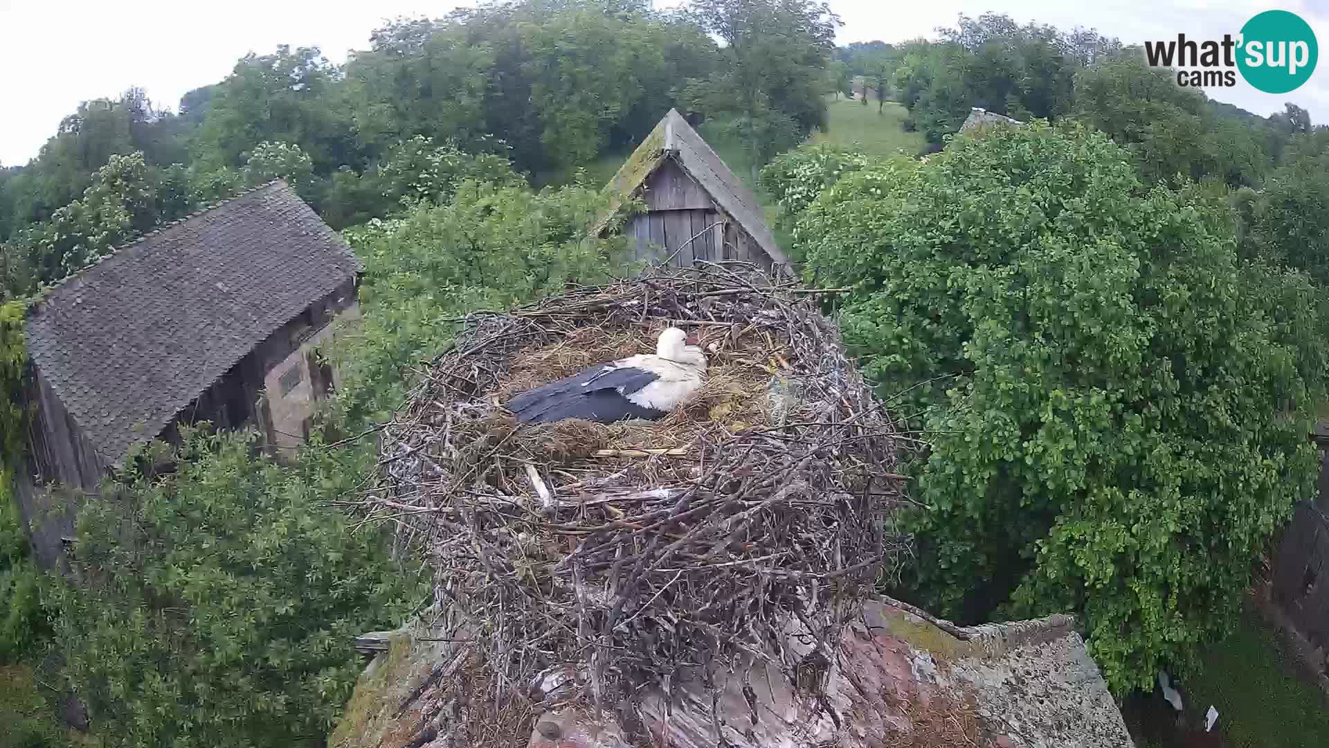 Webcam Europäisches Storchendorf – Naturpark Lonjsko polje