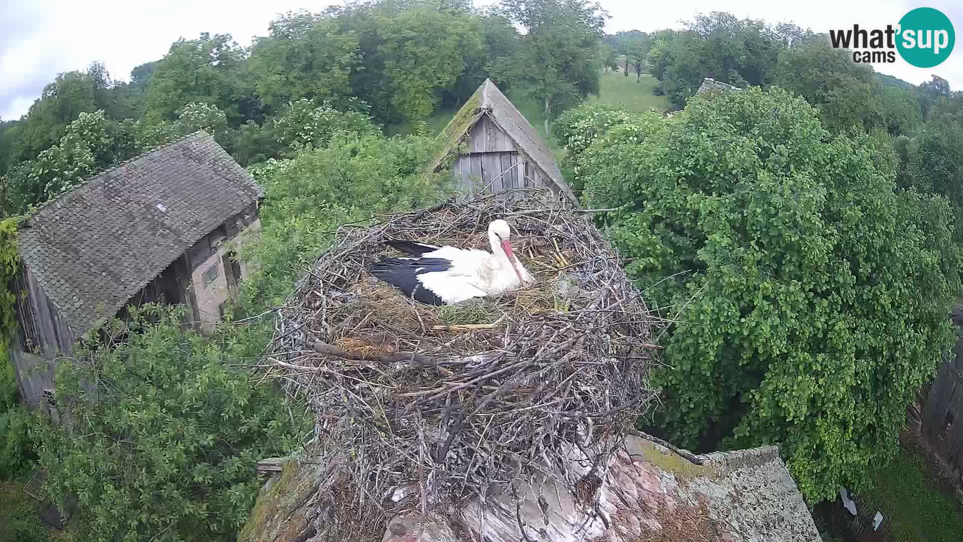 Live webcam European stork village – Lonjsko polje Nature Park