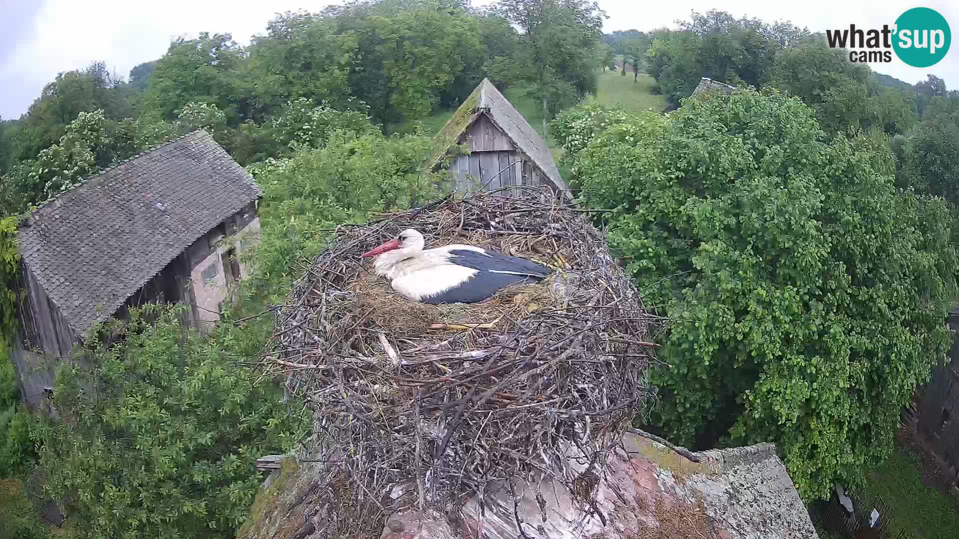 Webcam Europäisches Storchendorf – Naturpark Lonjsko polje
