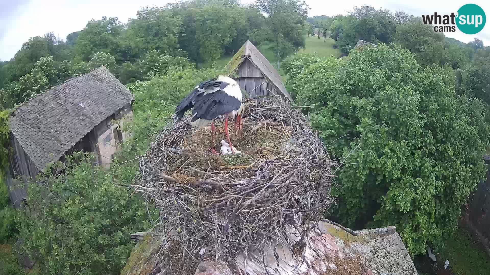 Villaggio delle cicogne europee webcam Parco naturale di Lonjsko polje