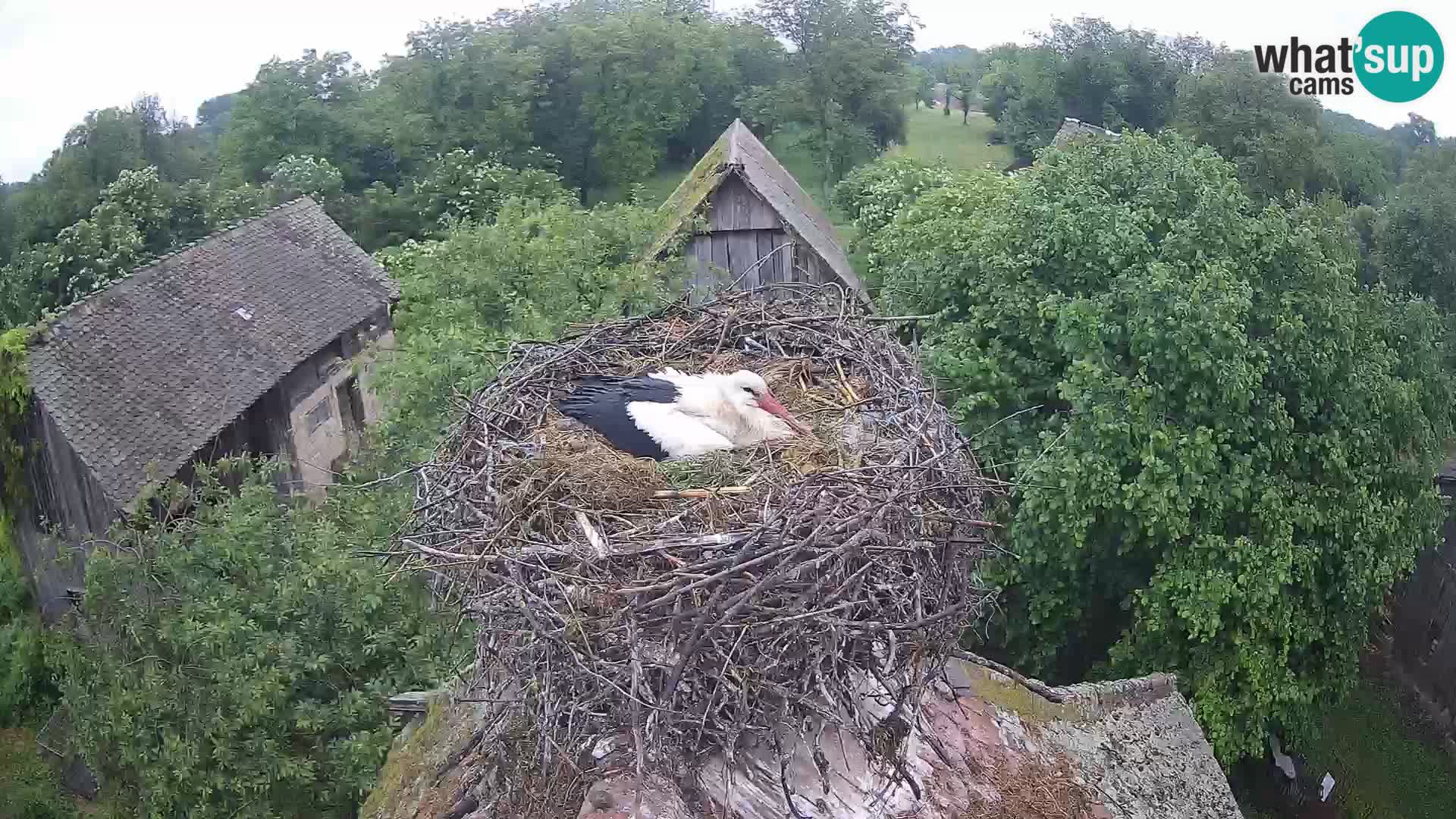 Webcam Europäisches Storchendorf – Naturpark Lonjsko polje