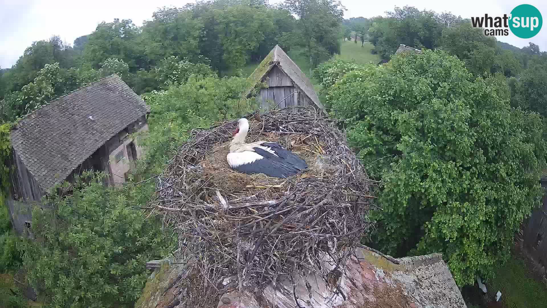 Pueblo europeo de cigüeñas camera en vivo Parque Natural Lonjsko polje