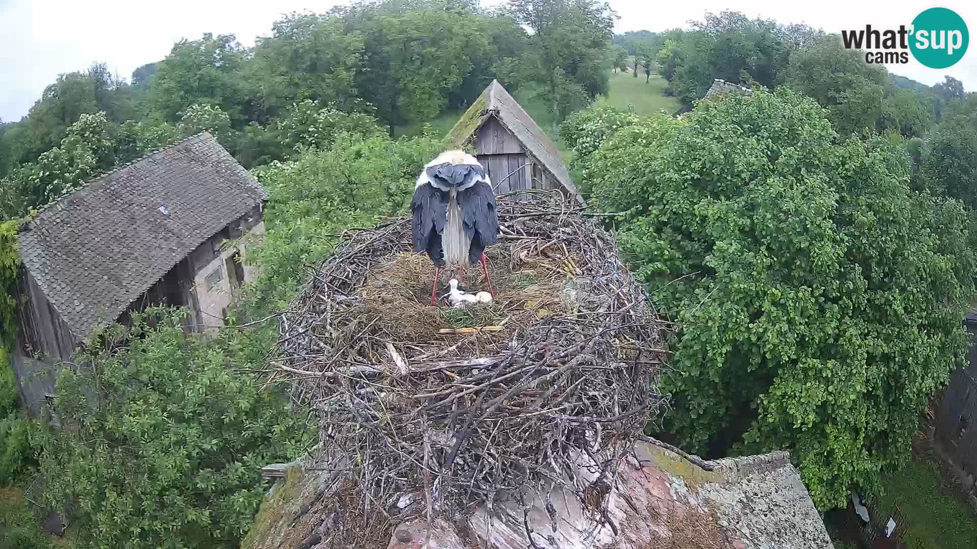 U živo Europsko selo roda – Park prirode Lonjsko polje