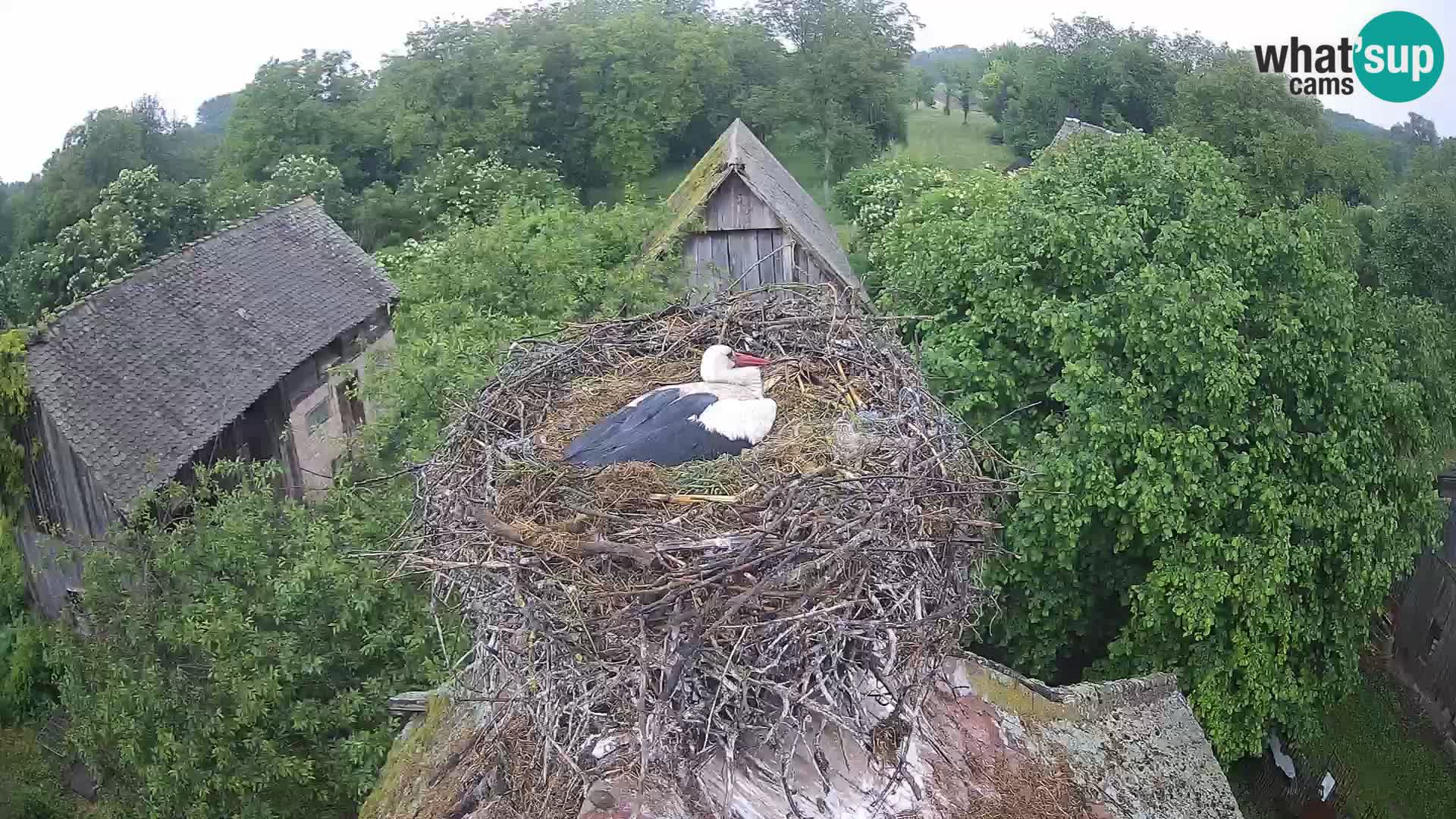 Pueblo europeo de cigüeñas camera en vivo Parque Natural Lonjsko polje