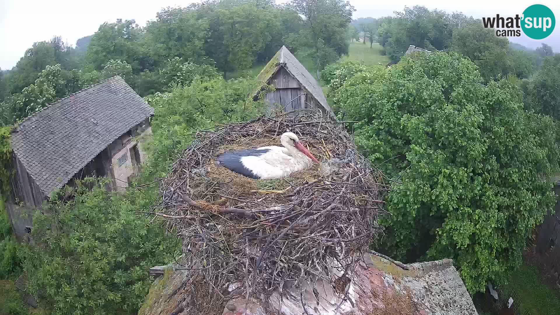 Webcam Europäisches Storchendorf – Naturpark Lonjsko polje