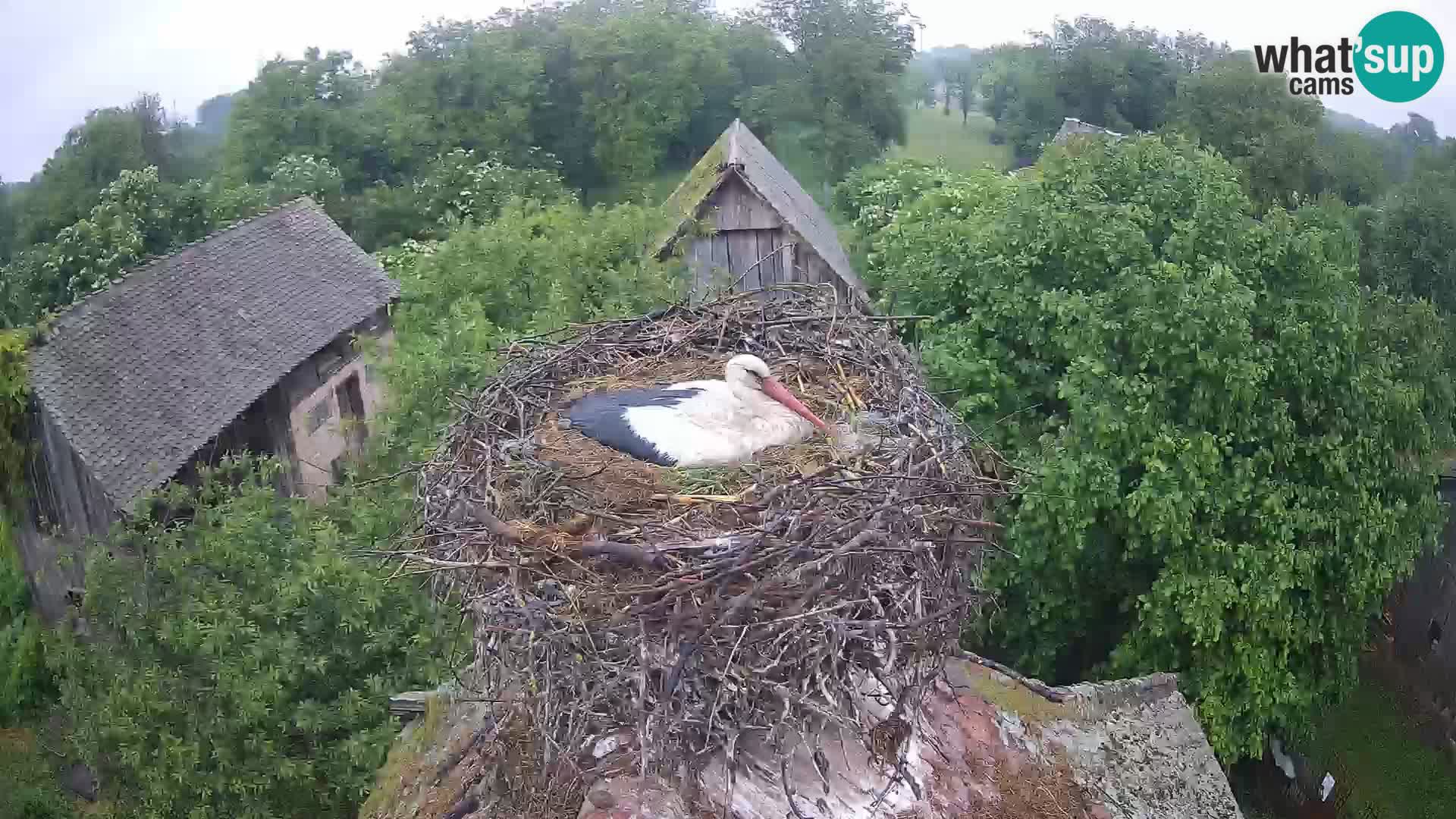 Village européen de cigognes webcam Parc naturel de Lonjsko polje
