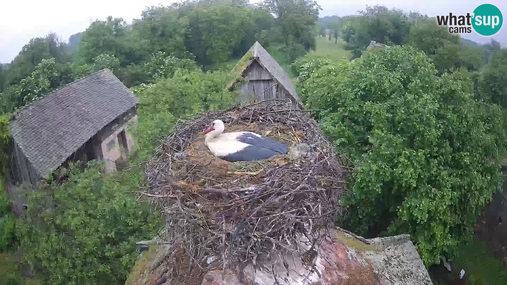 Webcam Europäisches Storchendorf – Naturpark Lonjsko polje