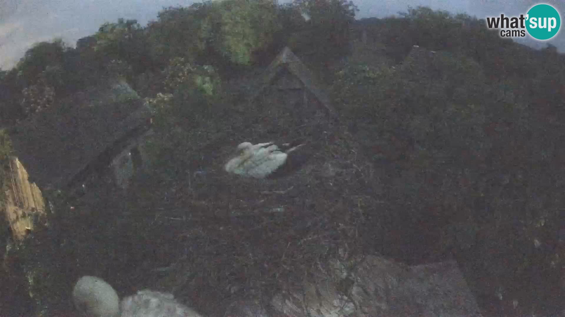 Live webcam European stork village – Lonjsko polje Nature Park