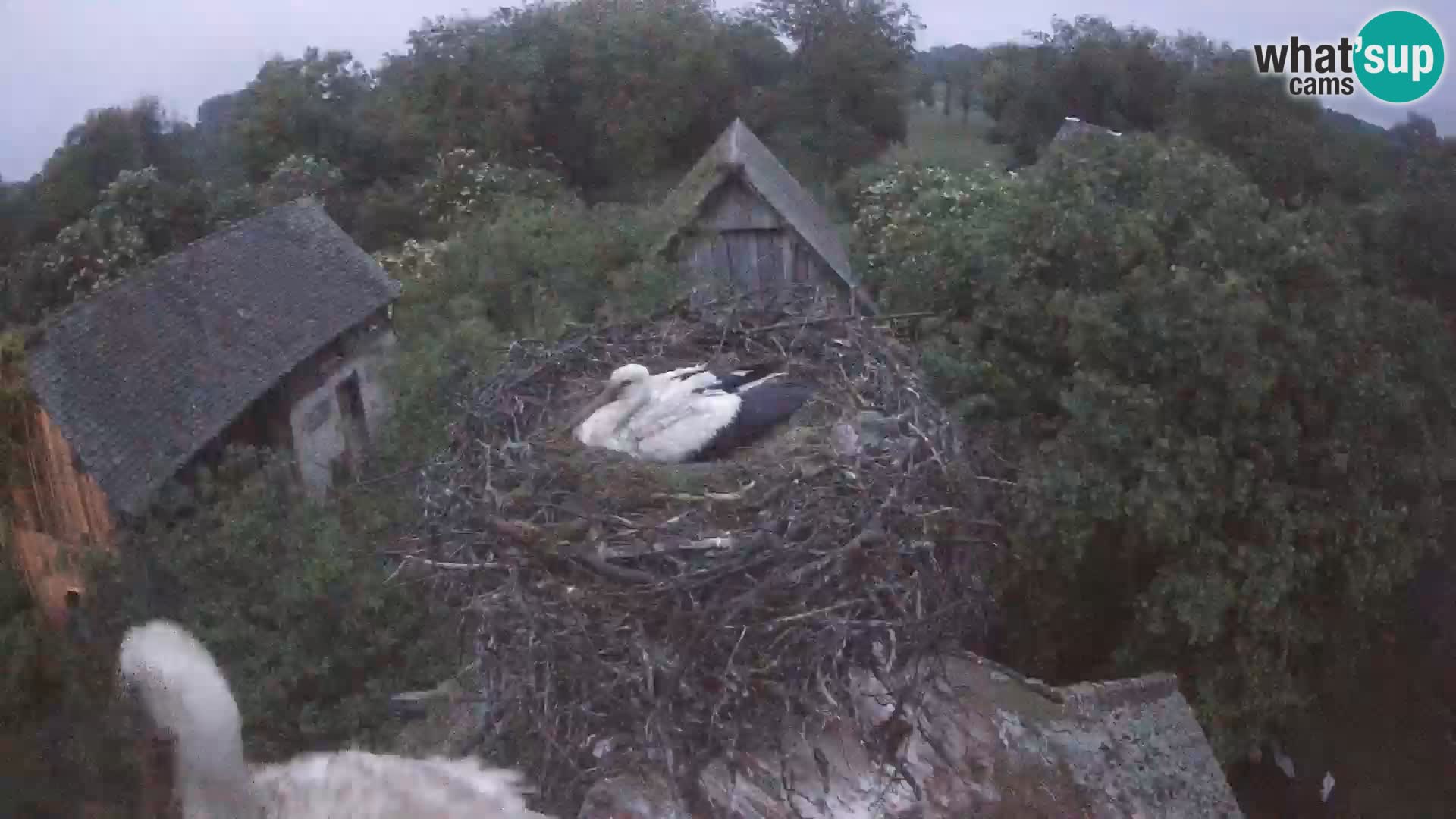 Pueblo europeo de cigüeñas camera en vivo Parque Natural Lonjsko polje