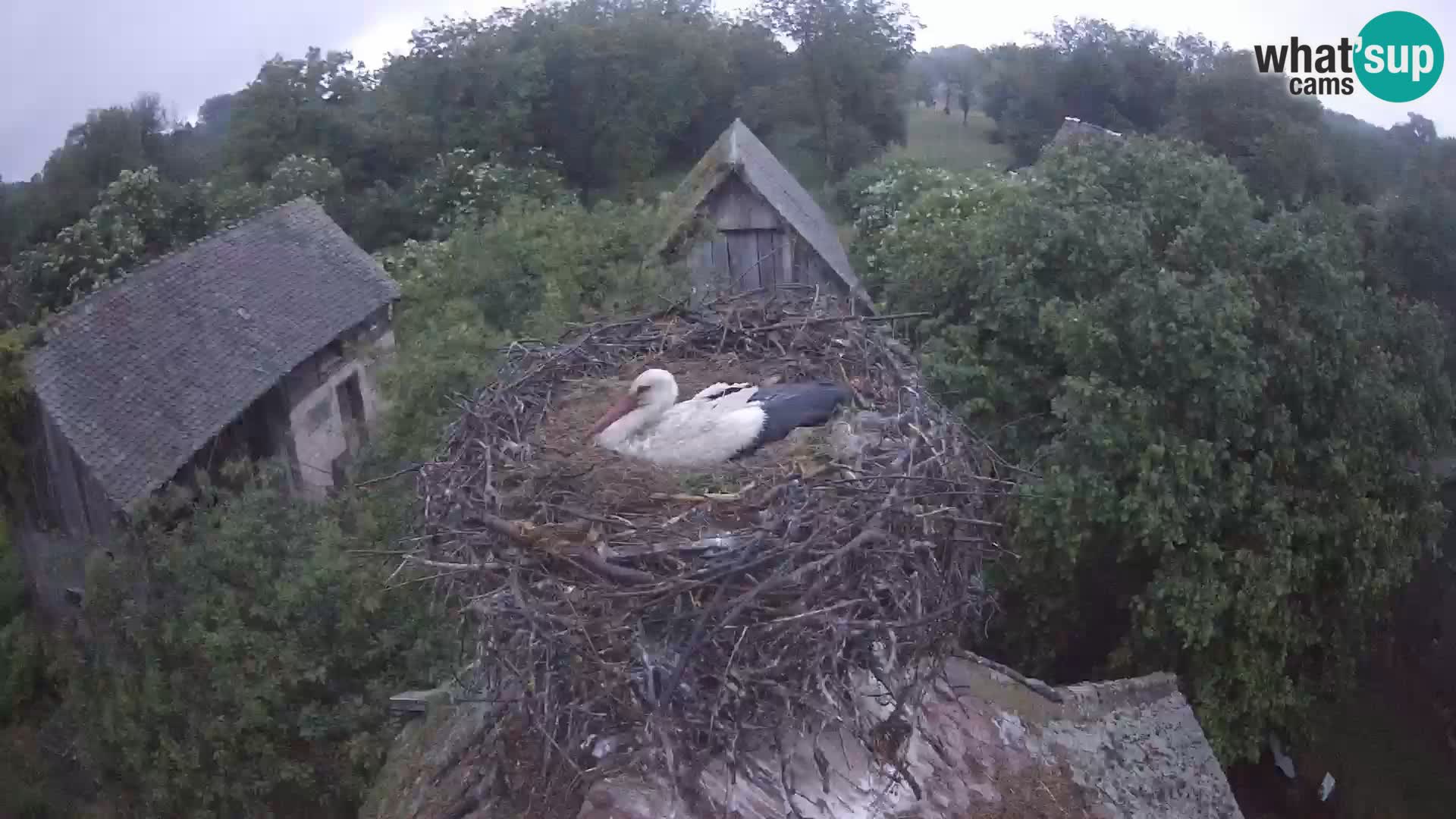 Pueblo europeo de cigüeñas camera en vivo Parque Natural Lonjsko polje