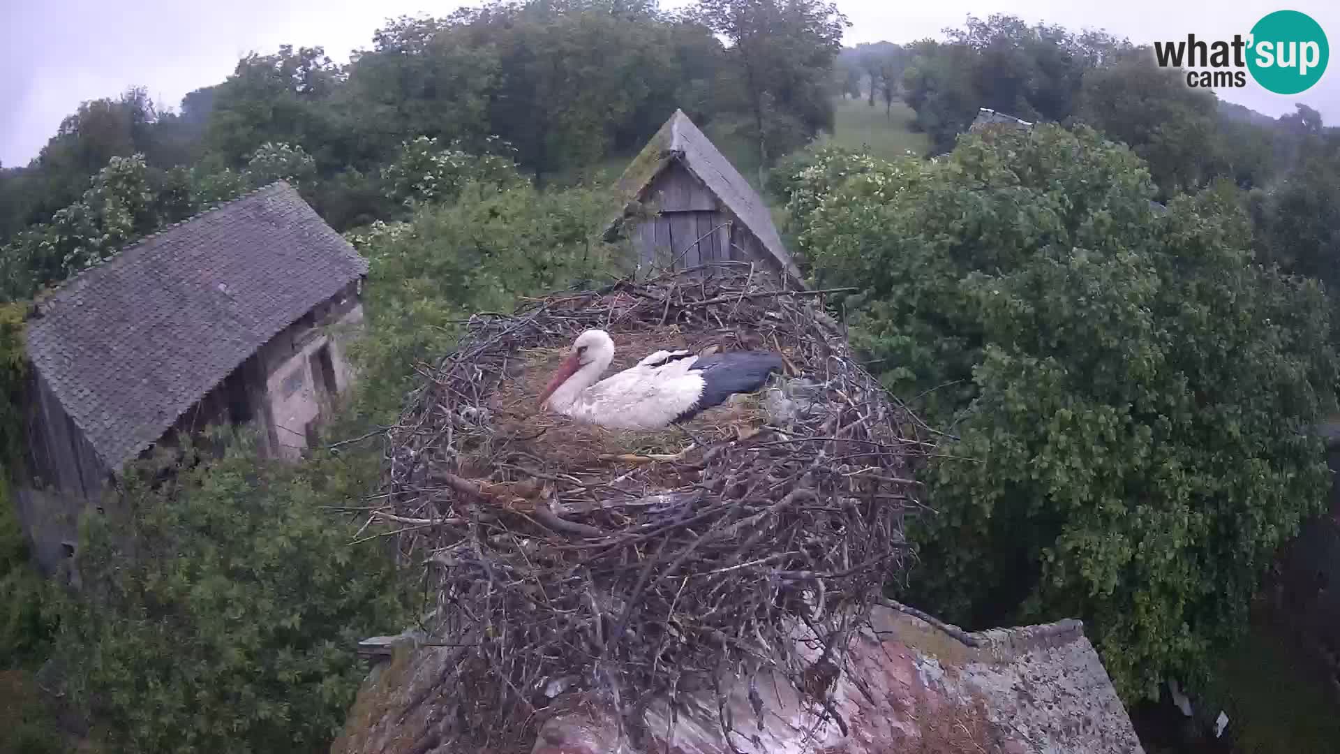 Pueblo europeo de cigüeñas camera en vivo Parque Natural Lonjsko polje