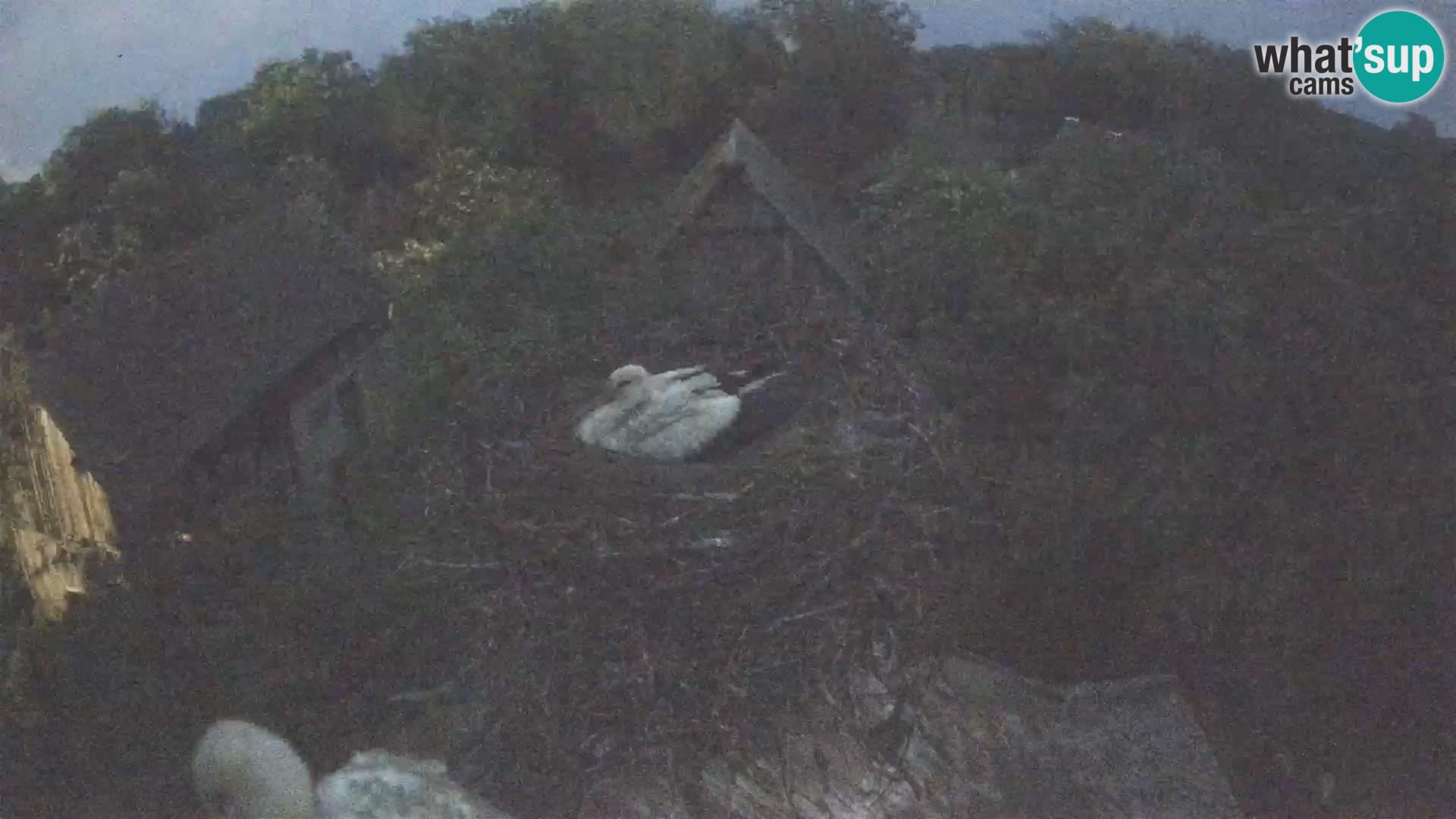 Webcam Europäisches Storchendorf – Naturpark Lonjsko polje