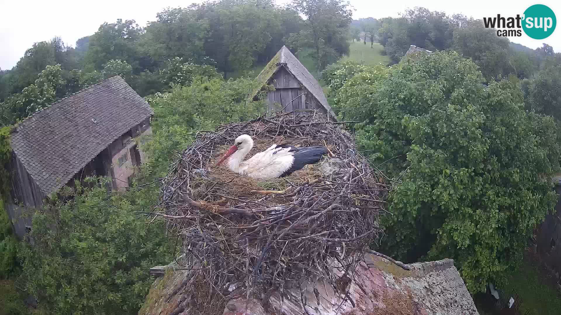 Village européen de cigognes webcam Parc naturel de Lonjsko polje