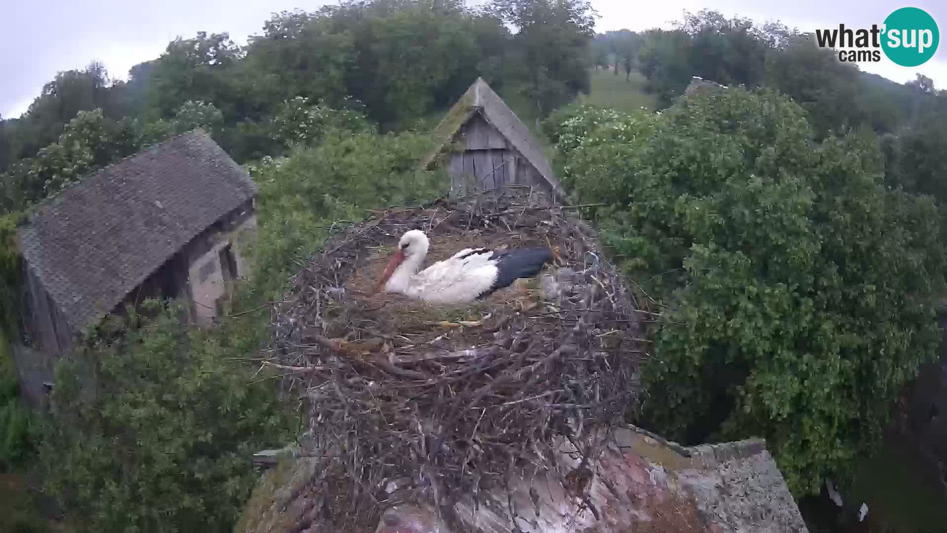 Webcam Europäisches Storchendorf – Naturpark Lonjsko polje