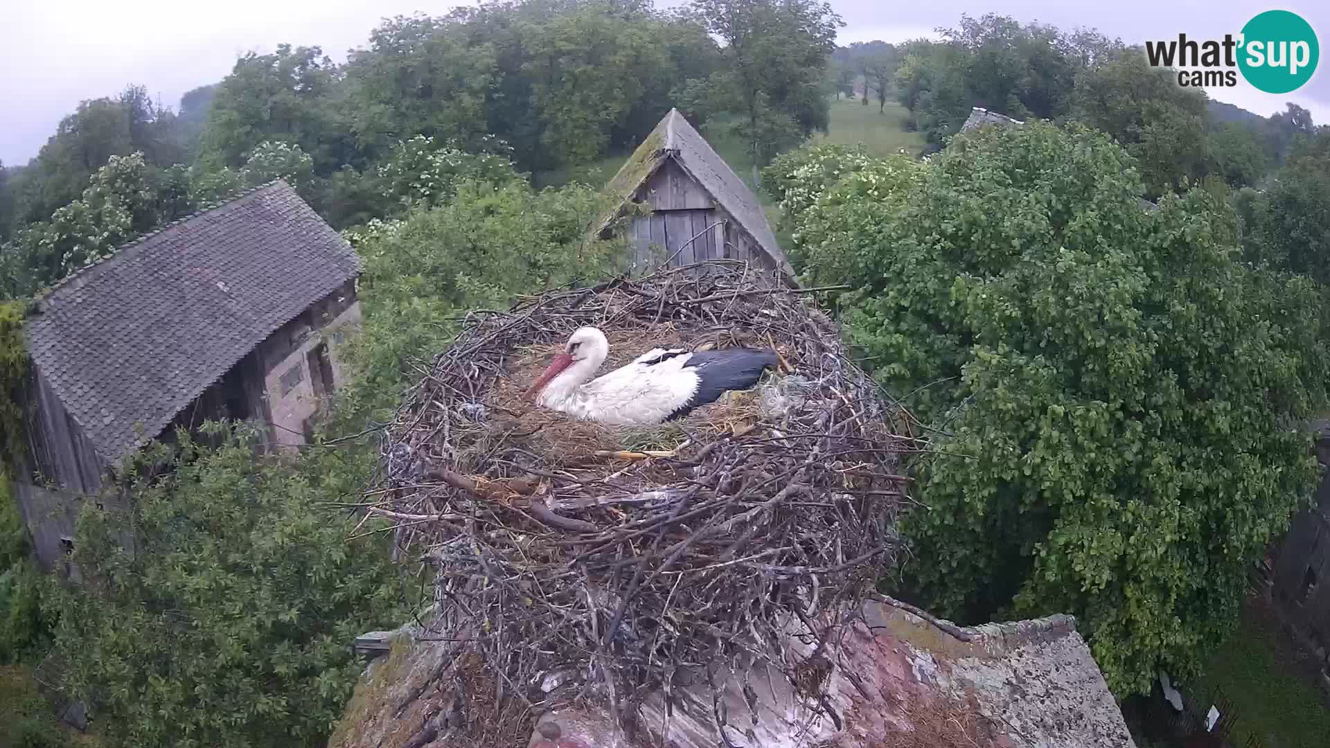 Village européen de cigognes webcam Parc naturel de Lonjsko polje