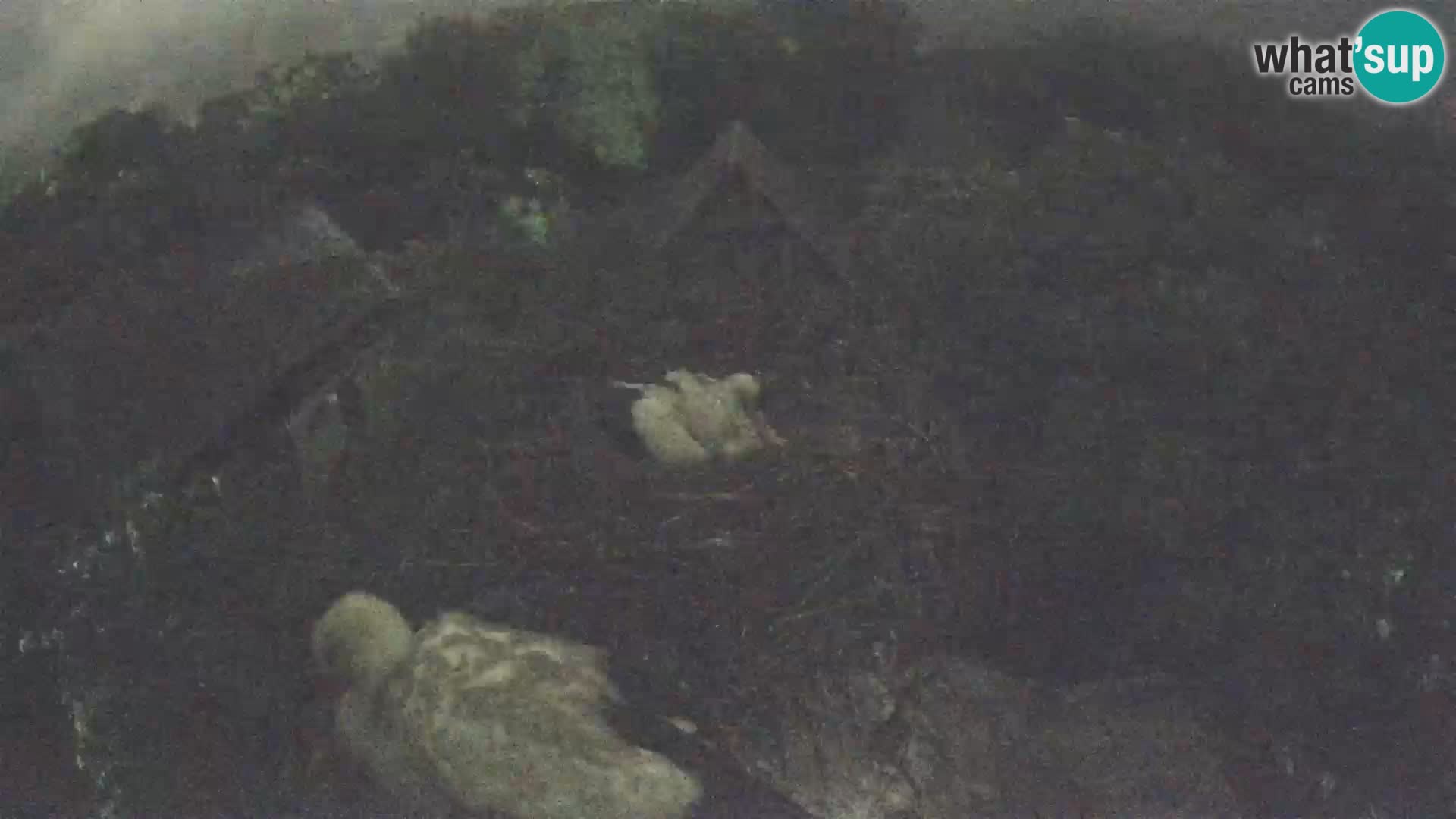 Pueblo europeo de cigüeñas camera en vivo Parque Natural Lonjsko polje