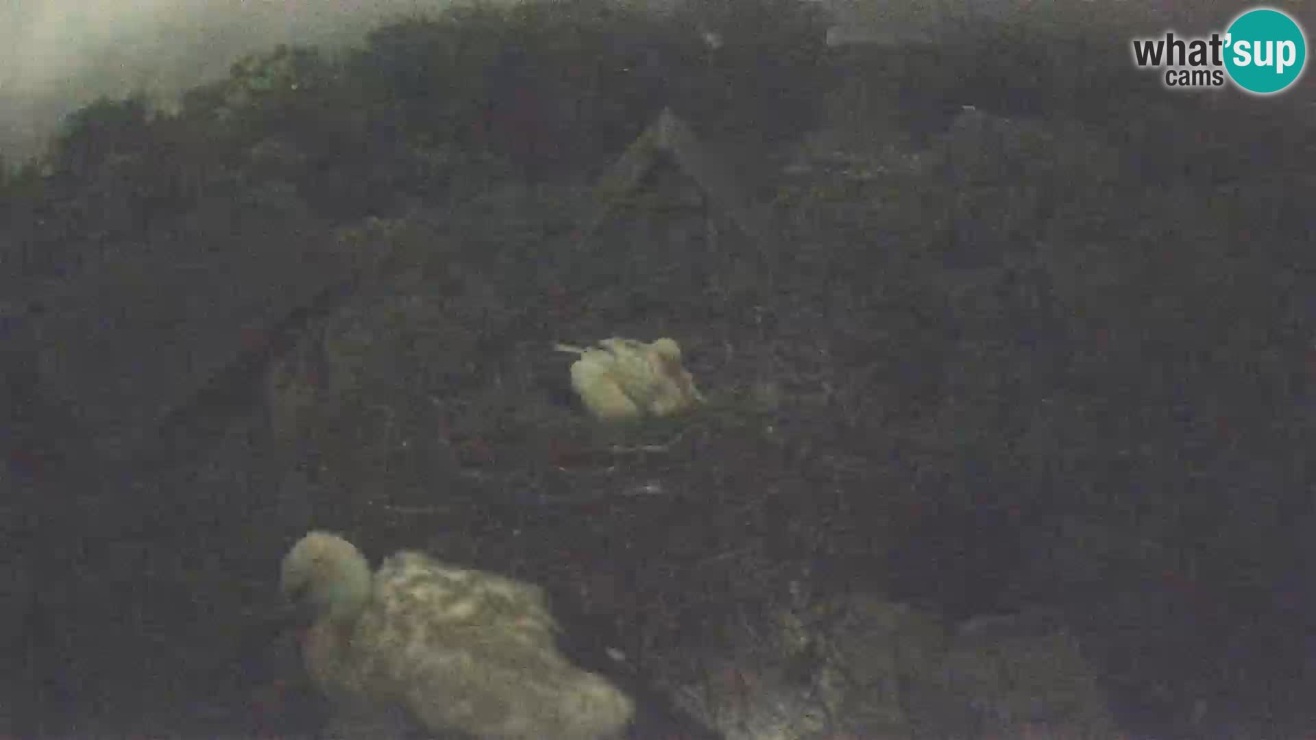 Pueblo europeo de cigüeñas camera en vivo Parque Natural Lonjsko polje
