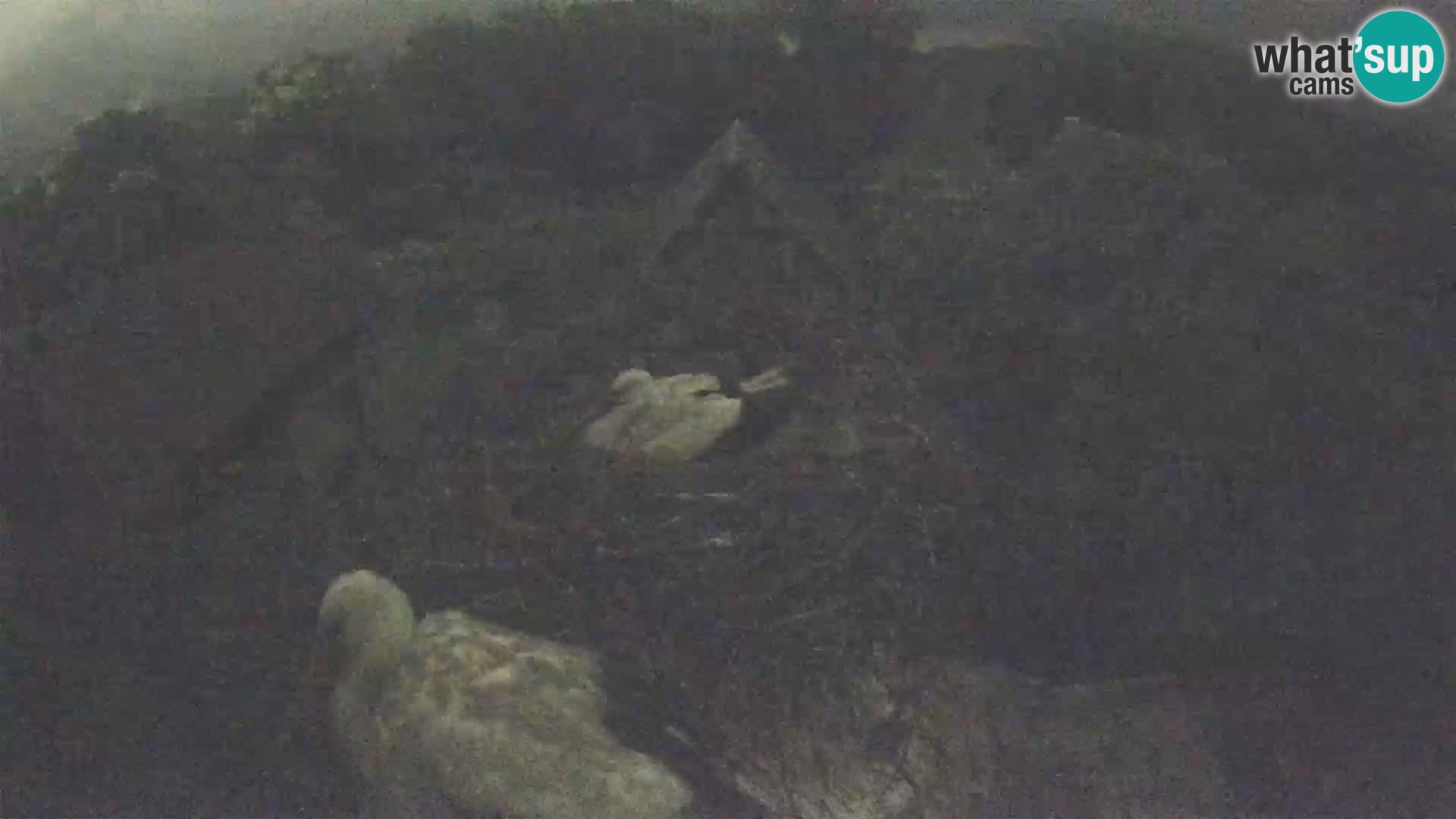 Webcam Europäisches Storchendorf – Naturpark Lonjsko polje