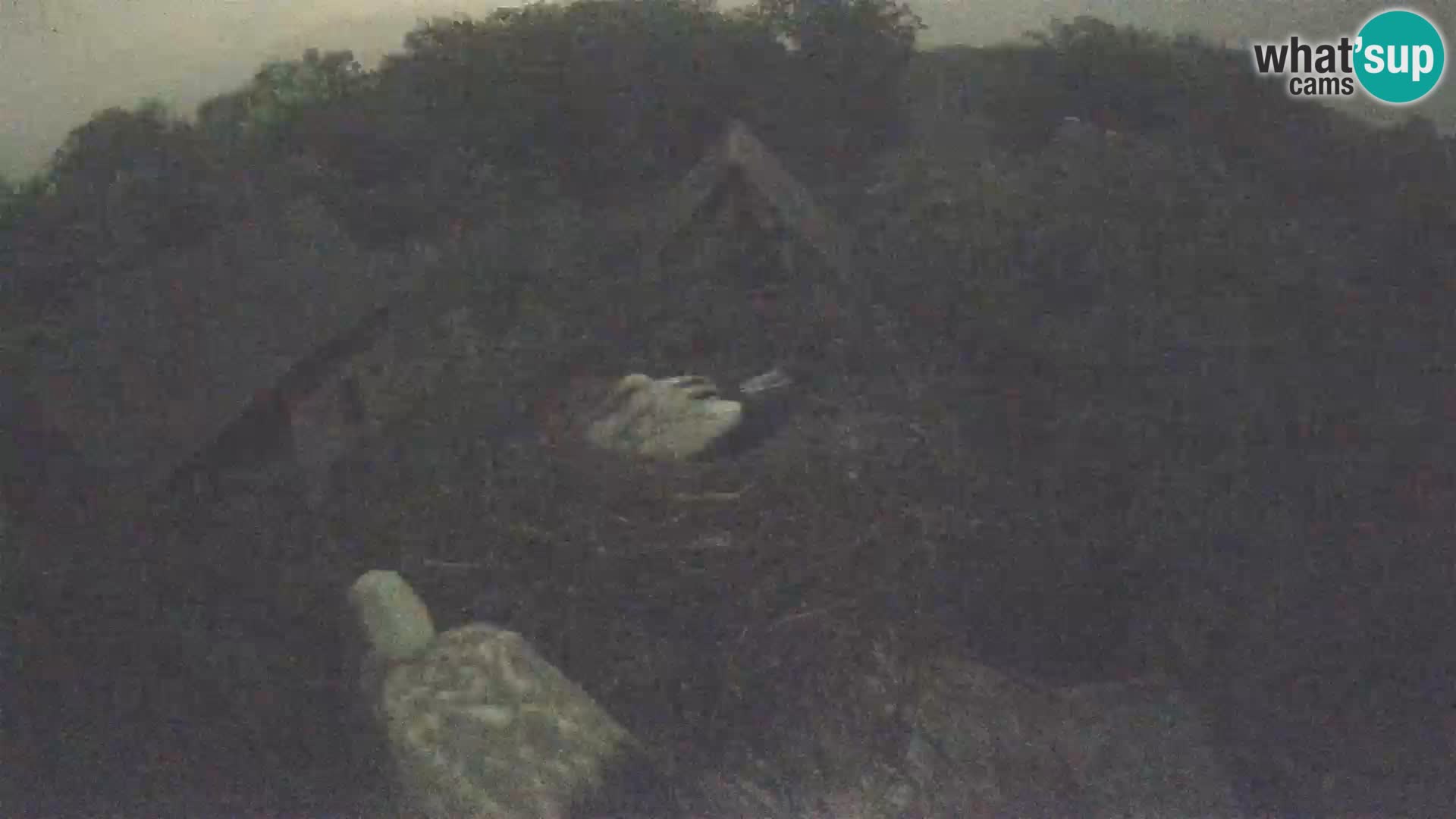 Villaggio delle cicogne europee webcam Parco naturale di Lonjsko polje