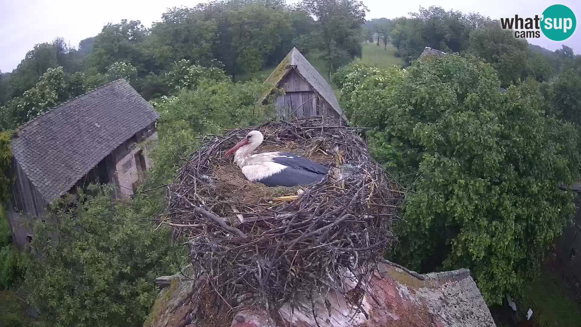 Village européen de cigognes webcam Parc naturel de Lonjsko polje