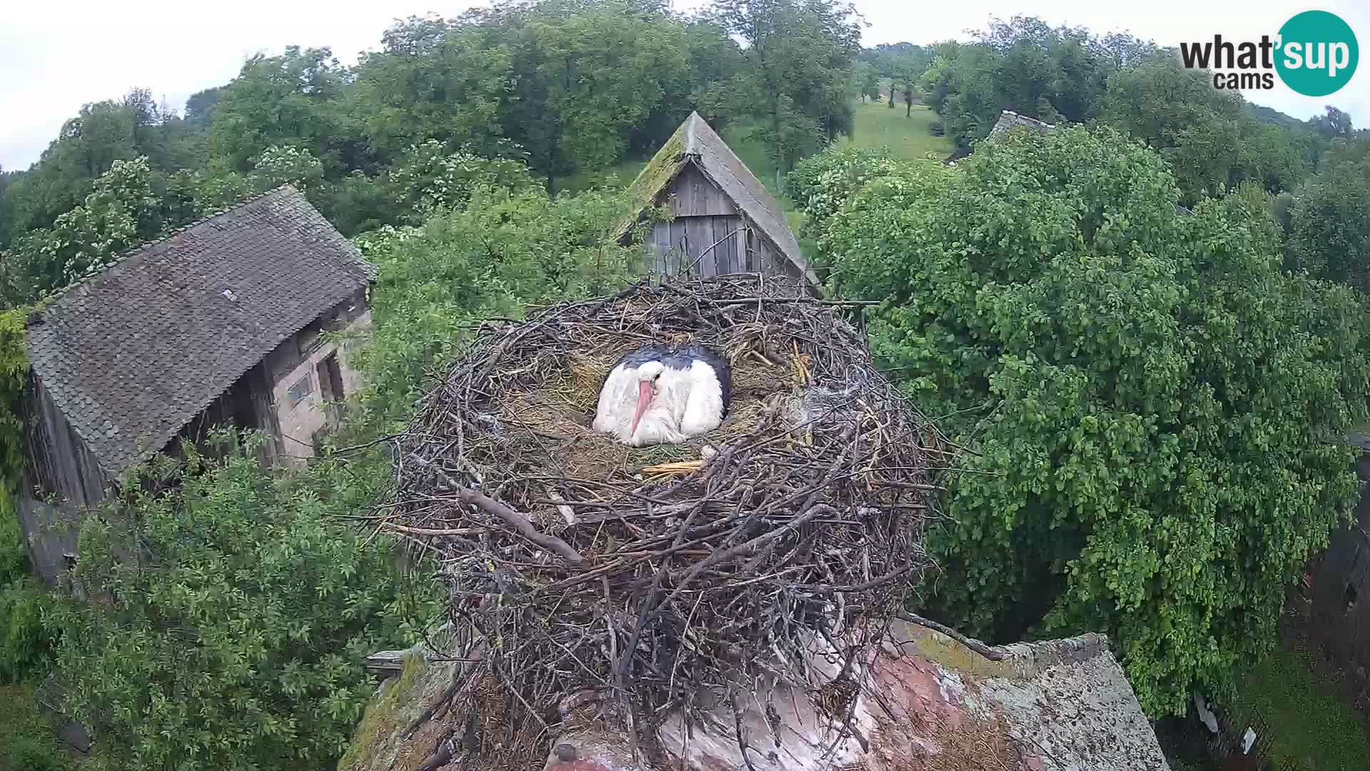 U živo Europsko selo roda – Park prirode Lonjsko polje