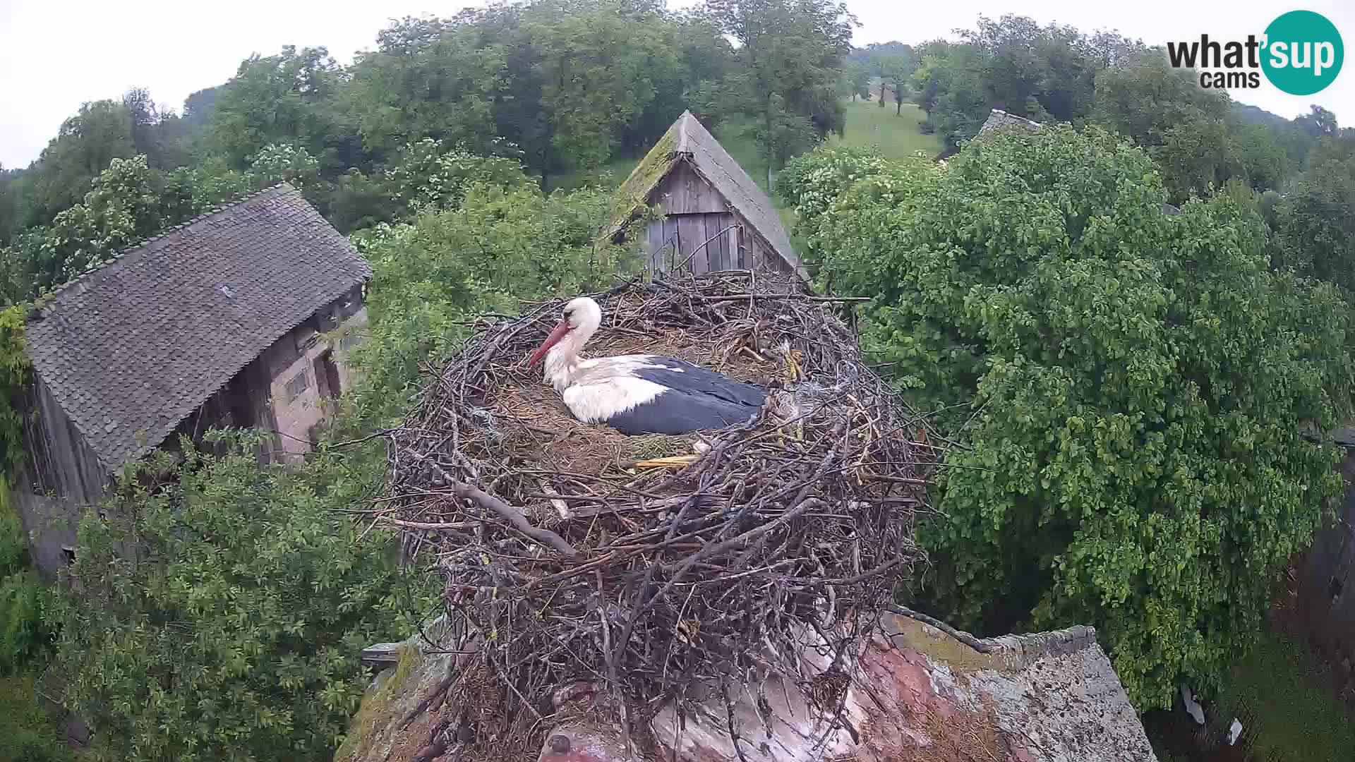 Villaggio delle cicogne europee webcam Parco naturale di Lonjsko polje