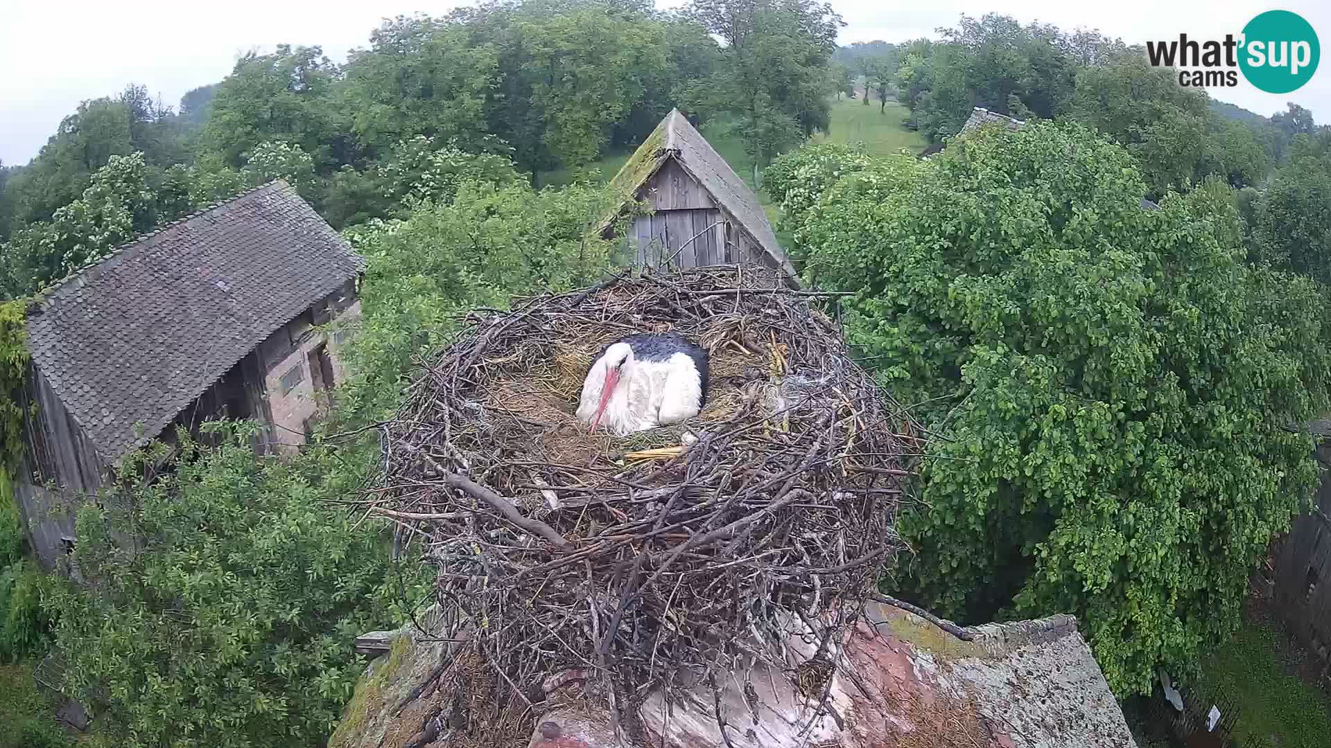 Villaggio delle cicogne europee webcam Parco naturale di Lonjsko polje
