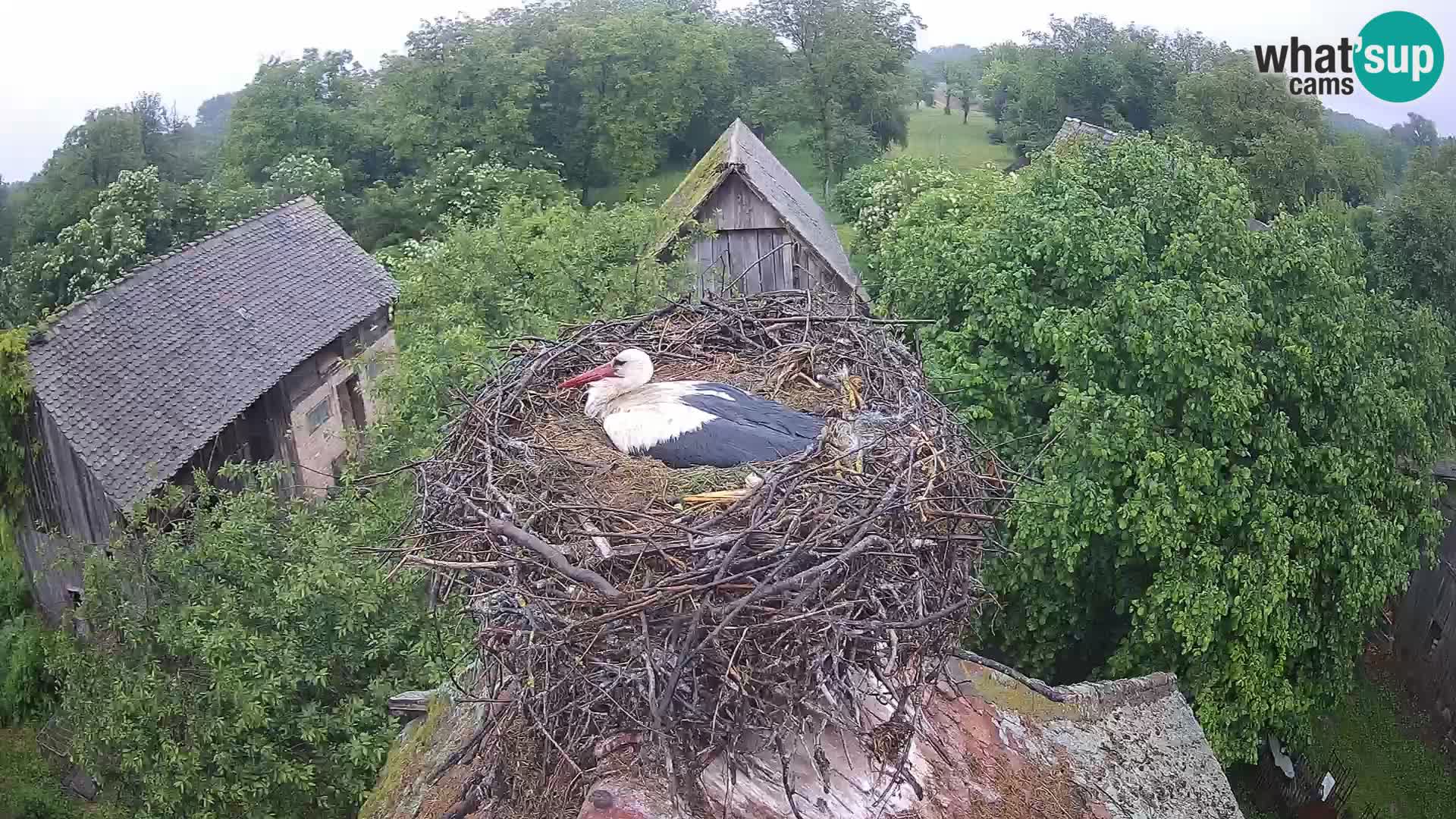 Webcam Europäisches Storchendorf – Naturpark Lonjsko polje