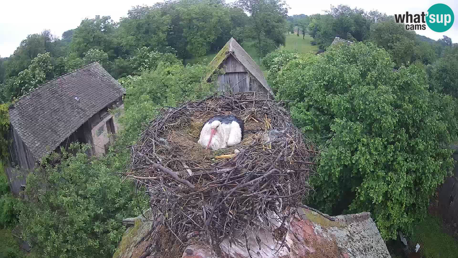 Villaggio delle cicogne europee webcam Parco naturale di Lonjsko polje
