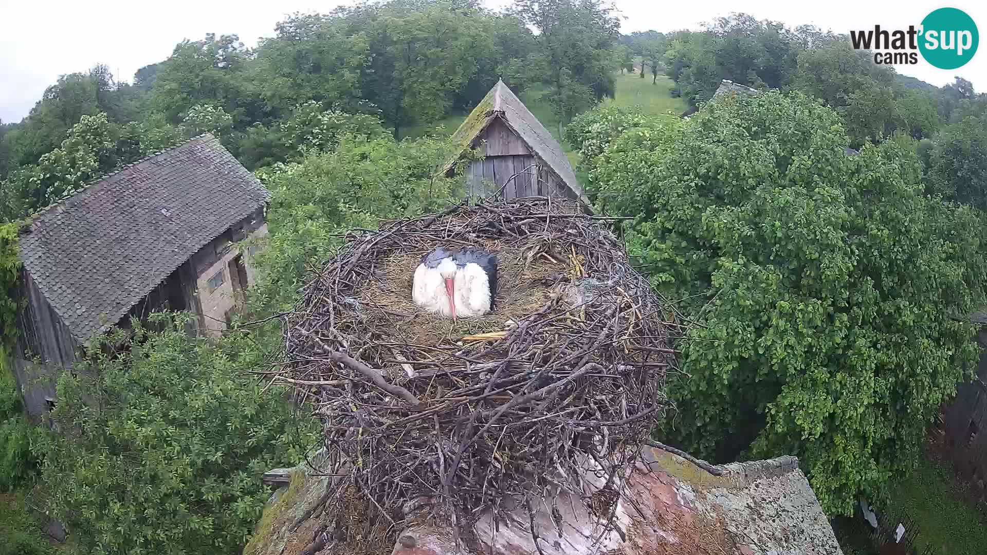 Villaggio delle cicogne europee webcam Parco naturale di Lonjsko polje