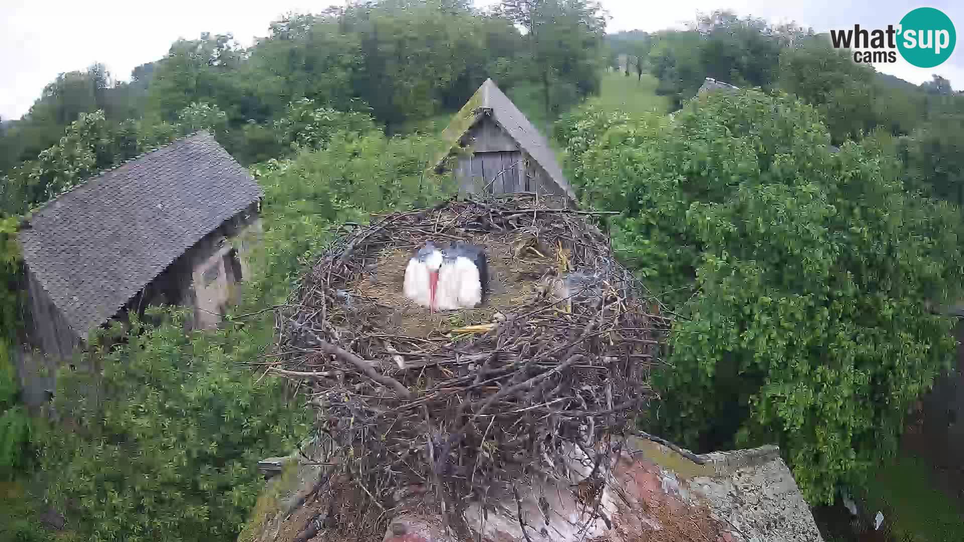 Villaggio delle cicogne europee webcam Parco naturale di Lonjsko polje