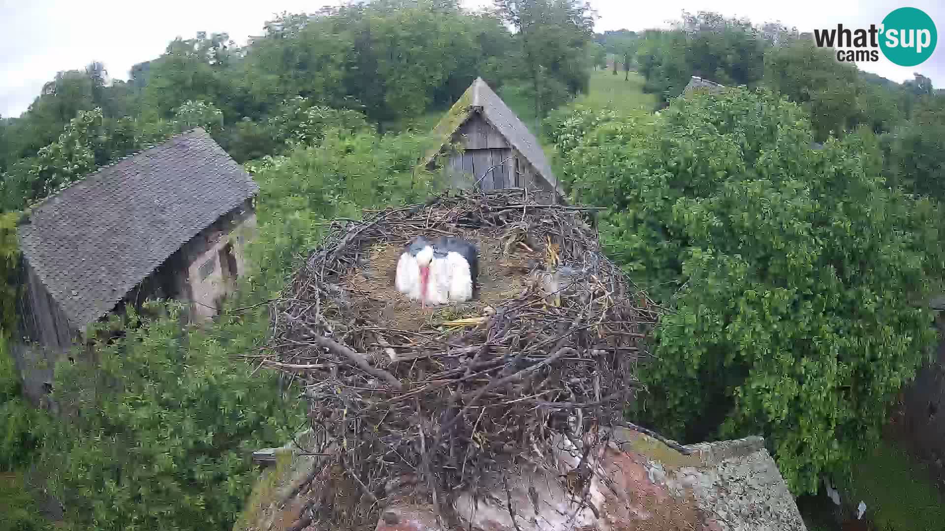 Village européen de cigognes webcam Parc naturel de Lonjsko polje