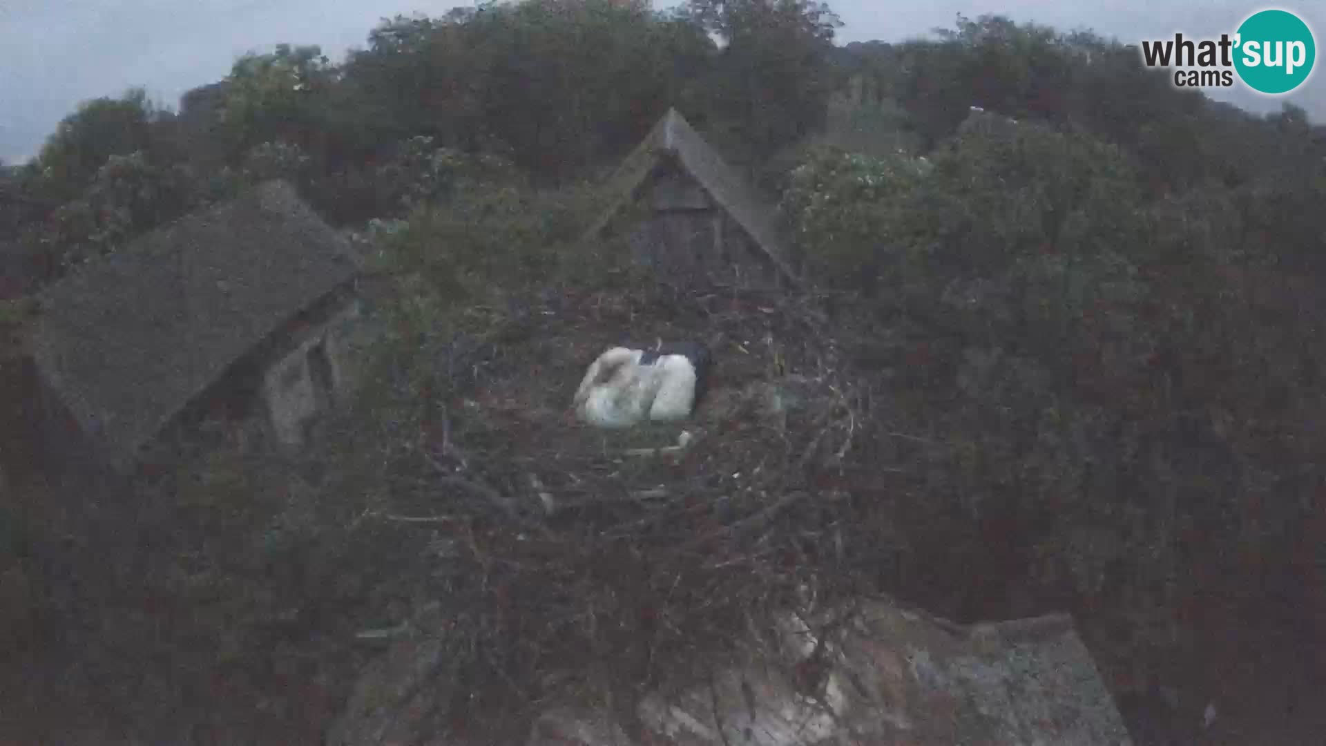 Village européen de cigognes webcam Parc naturel de Lonjsko polje