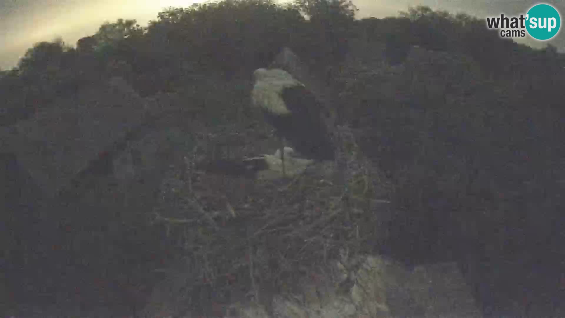 Villaggio delle cicogne europee webcam Parco naturale di Lonjsko polje
