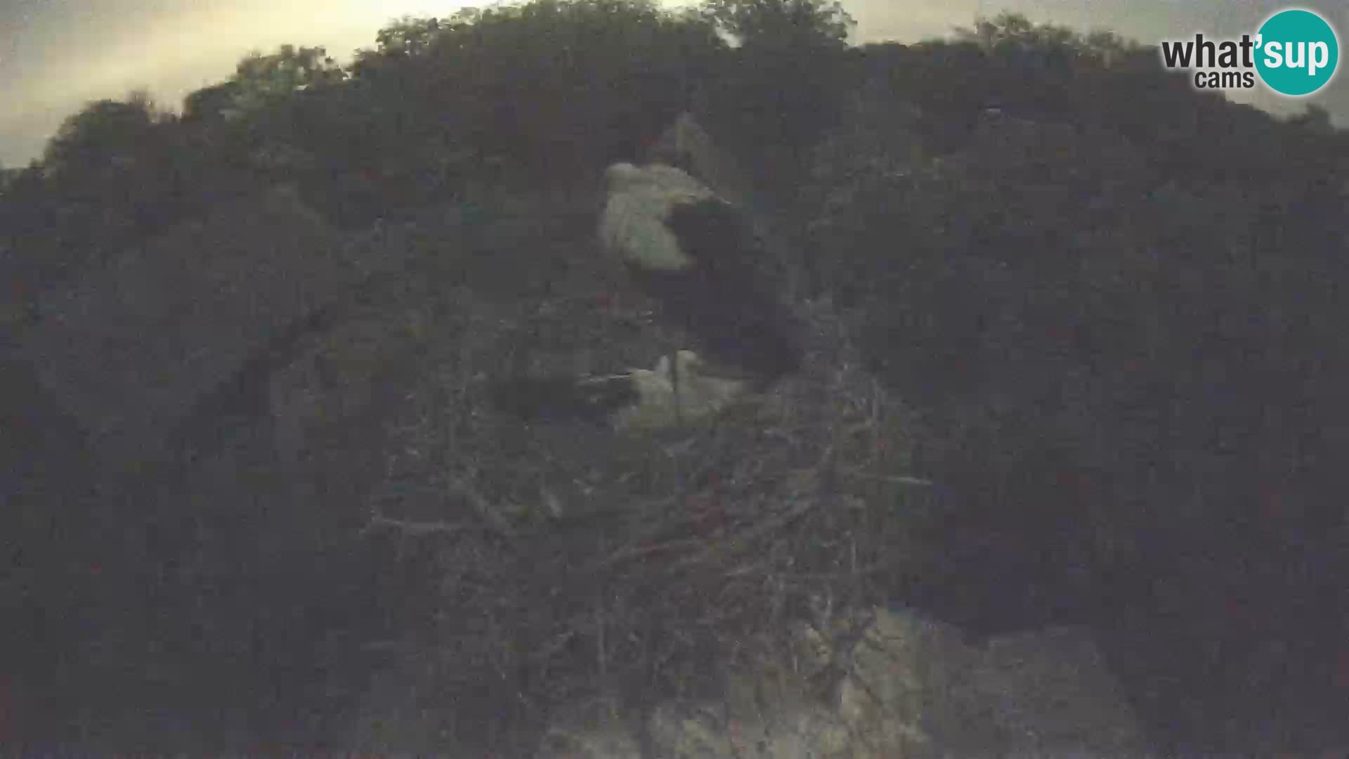 Webcam Europäisches Storchendorf – Naturpark Lonjsko polje