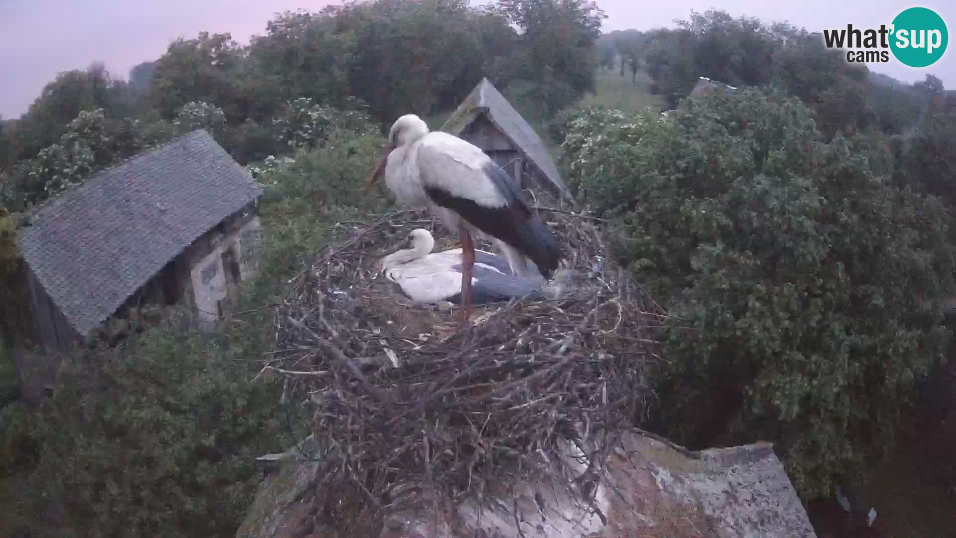Village européen de cigognes webcam Parc naturel de Lonjsko polje
