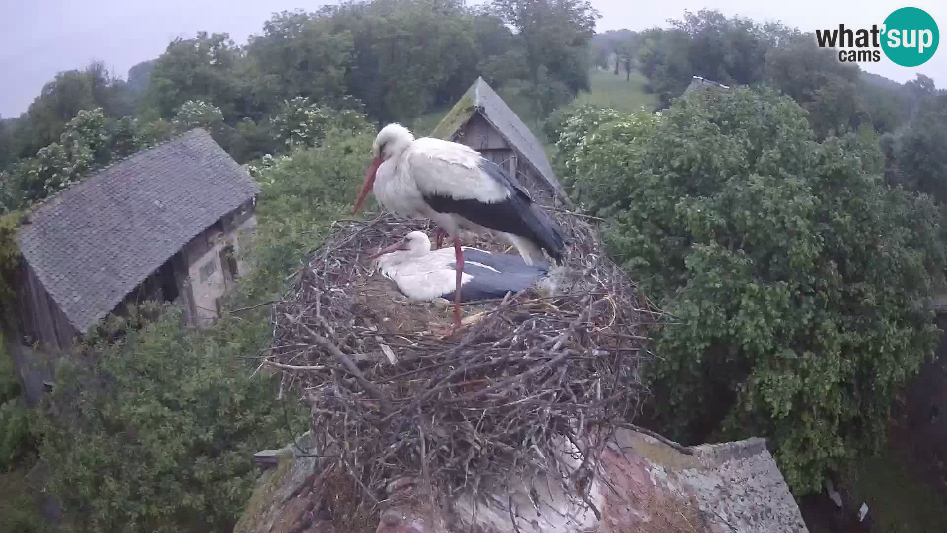 Webcam Europäisches Storchendorf – Naturpark Lonjsko polje
