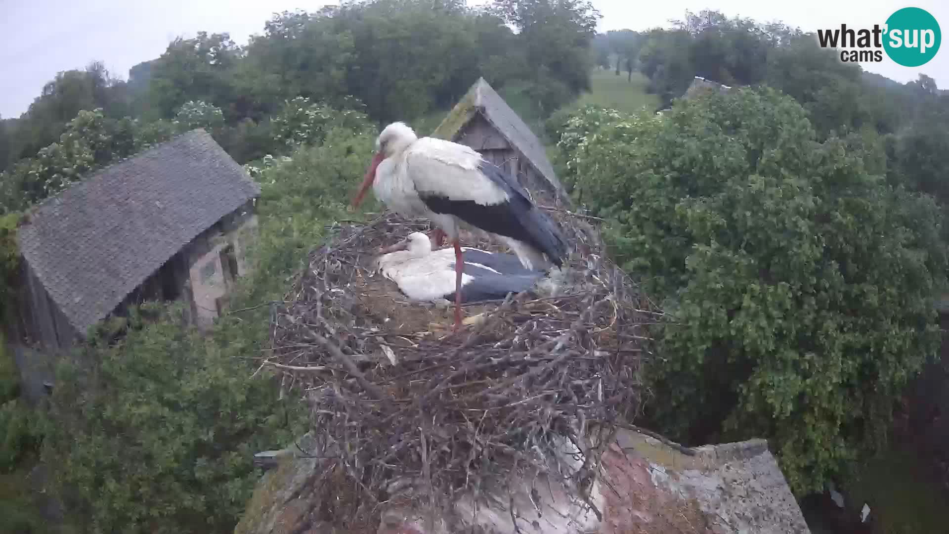Village européen de cigognes webcam Parc naturel de Lonjsko polje