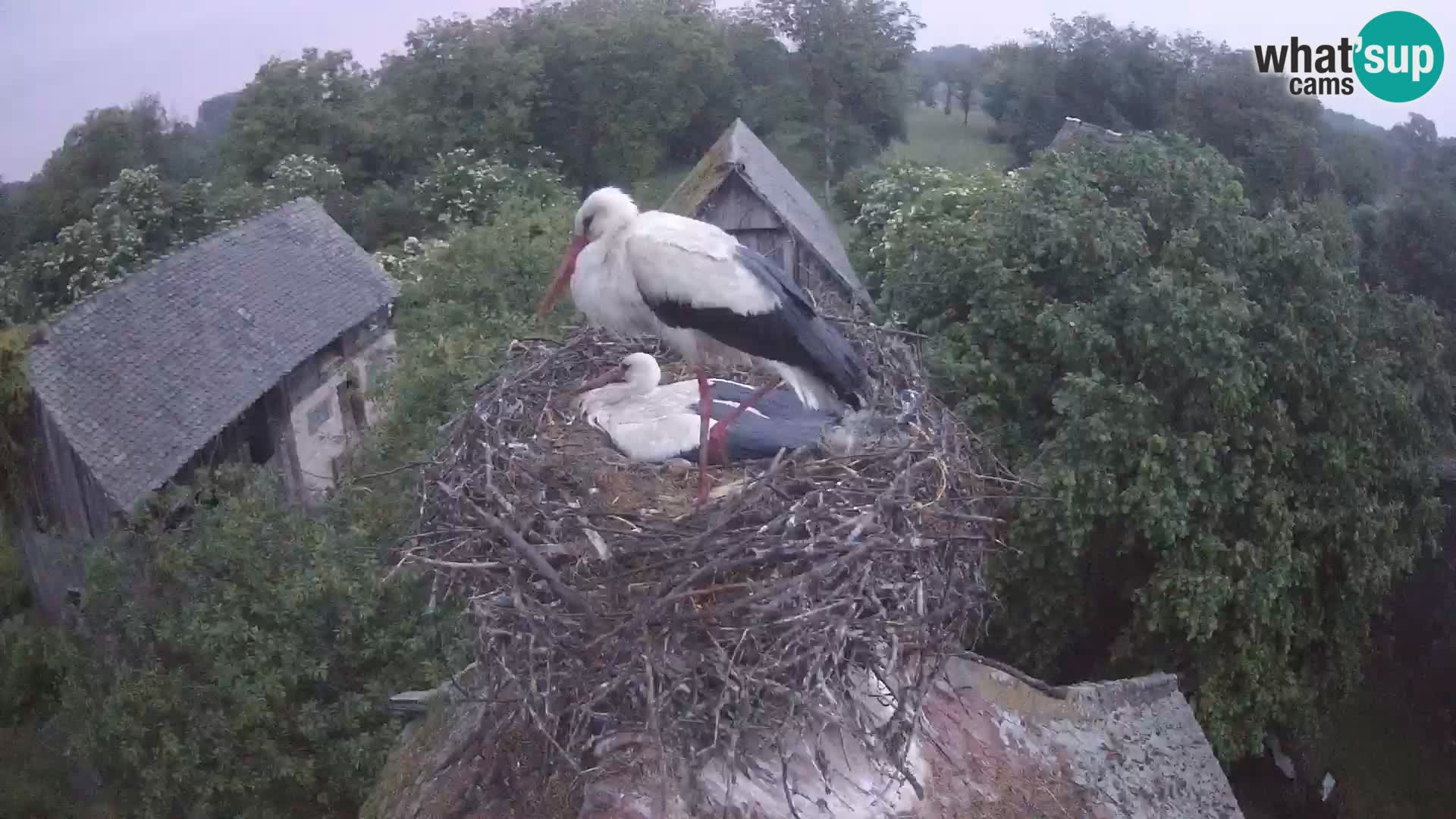Pueblo europeo de cigüeñas camera en vivo Parque Natural Lonjsko polje