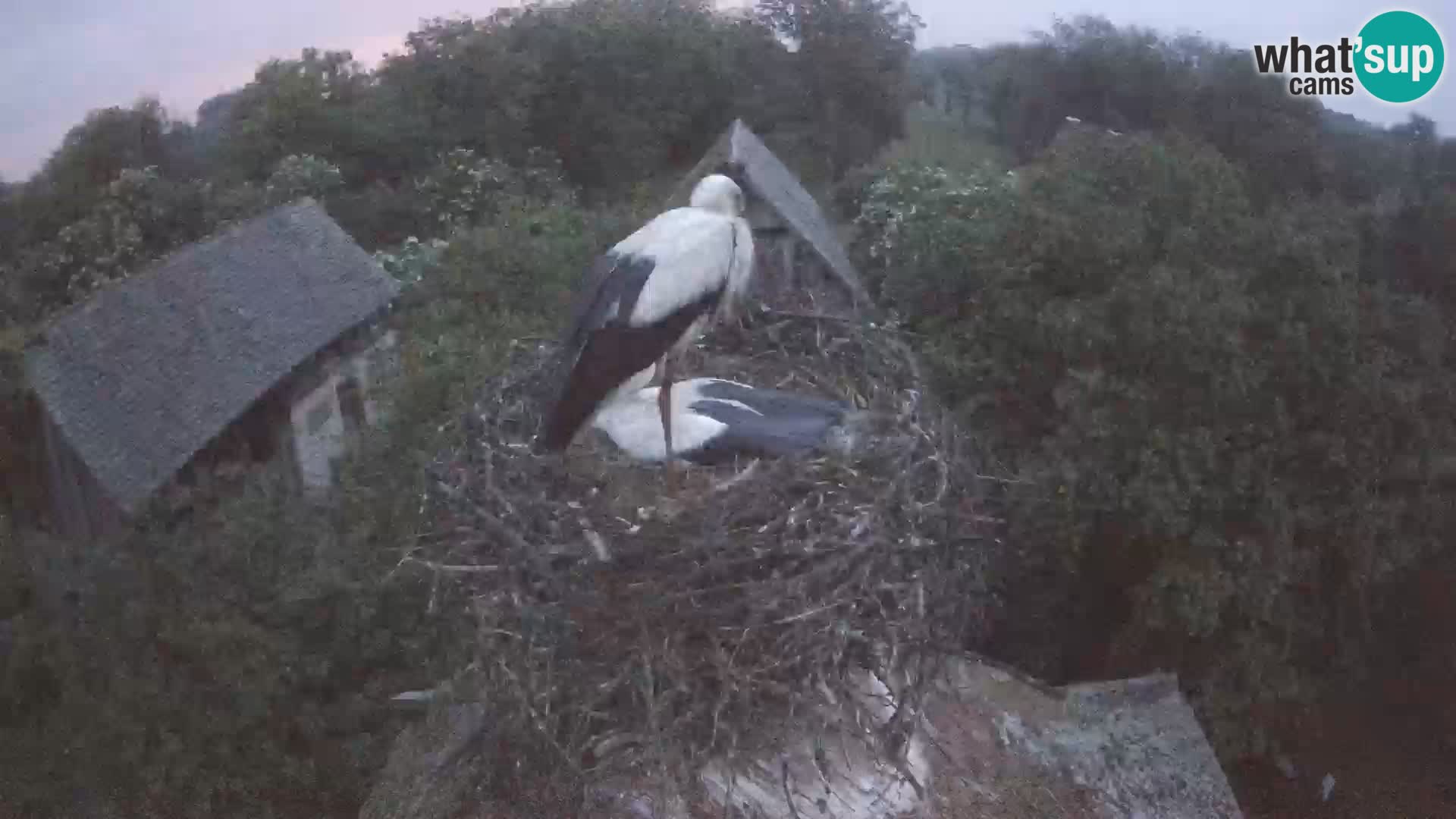 Live webcam European stork village – Lonjsko polje Nature Park