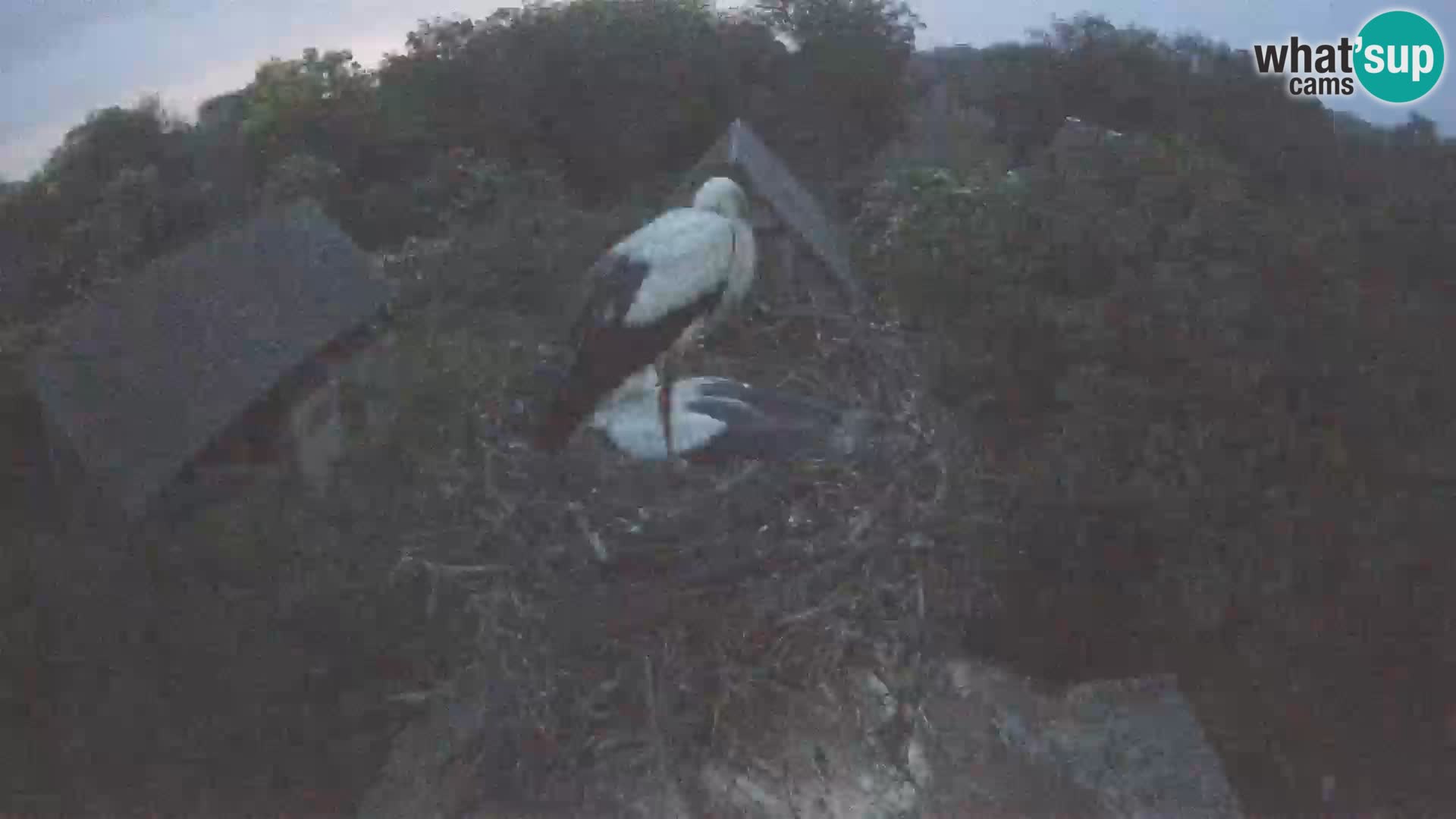 Webcam Europäisches Storchendorf – Naturpark Lonjsko polje