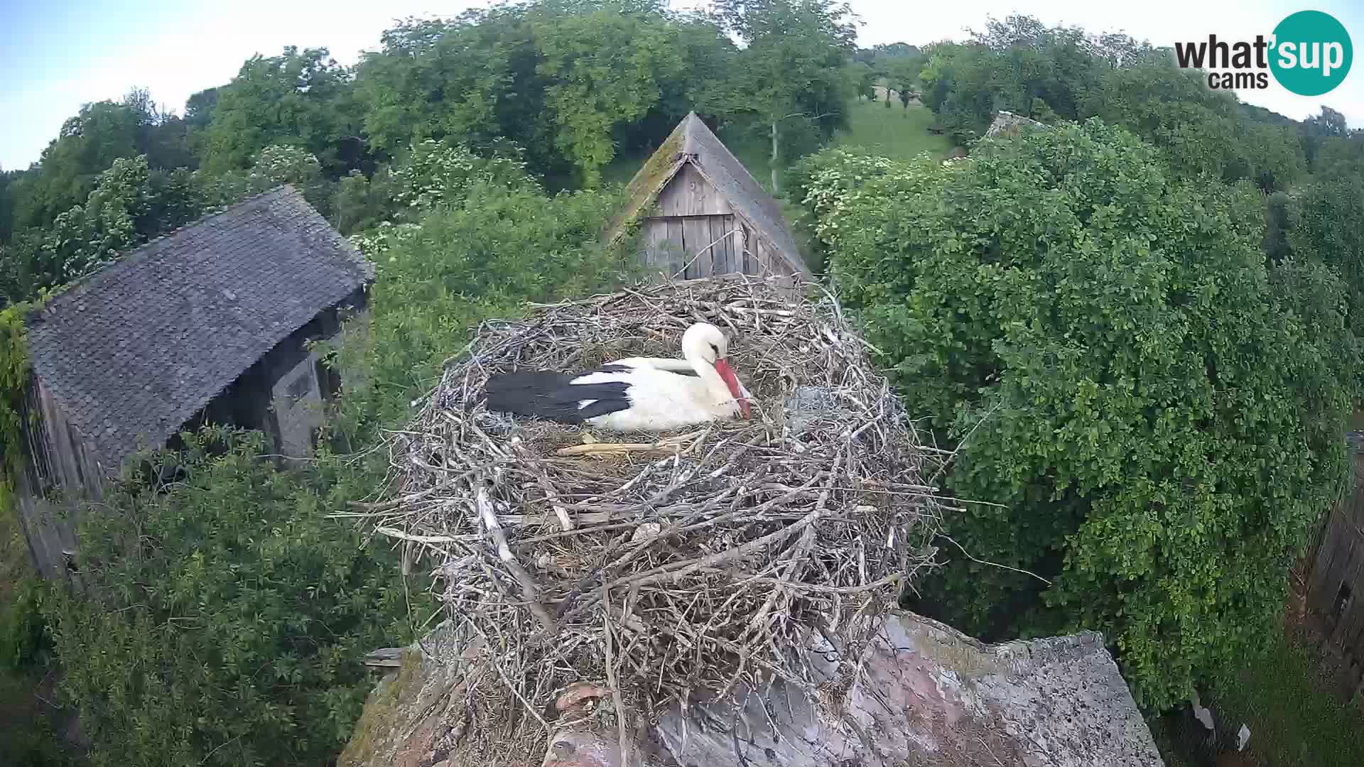 Live webcam European stork village – Lonjsko polje Nature Park