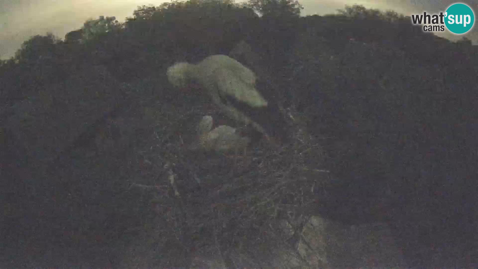 Live webcam European stork village – Lonjsko polje Nature Park