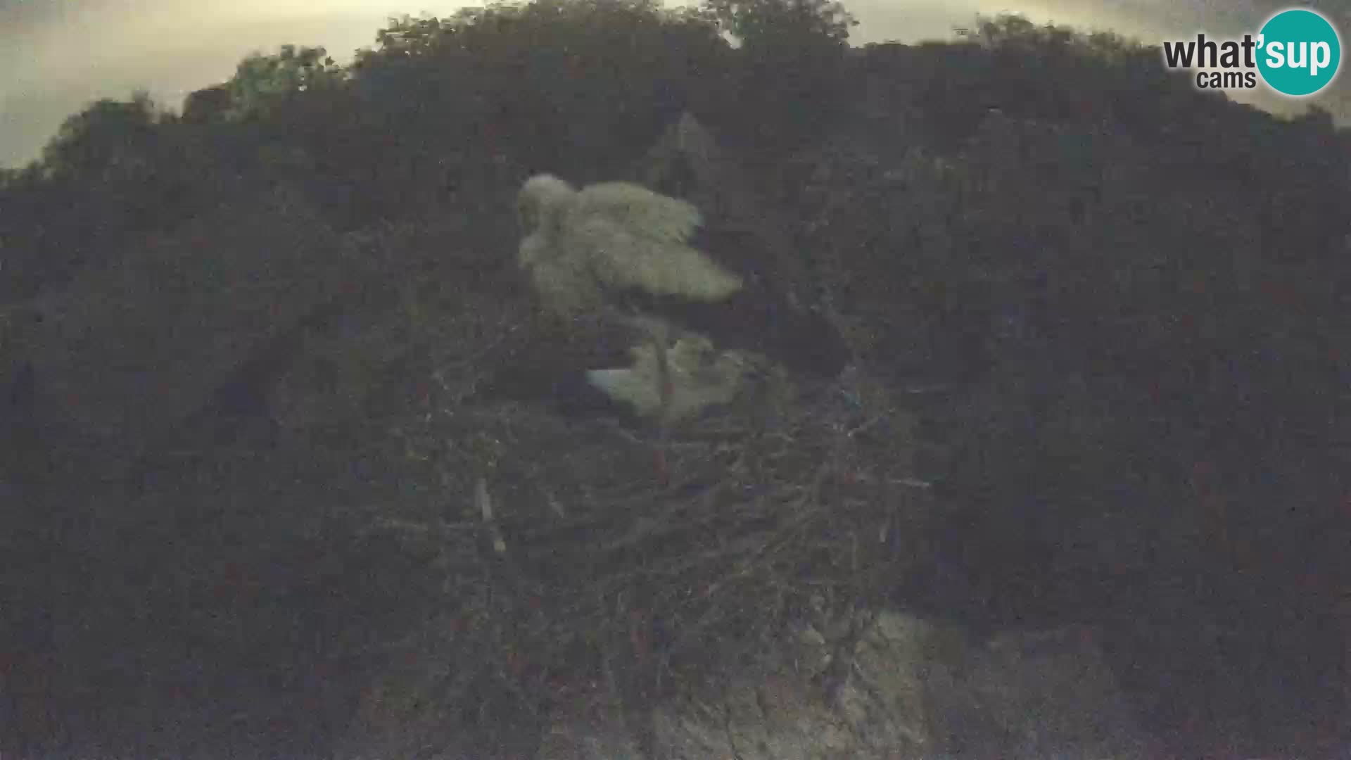 Live webcam European stork village – Lonjsko polje Nature Park