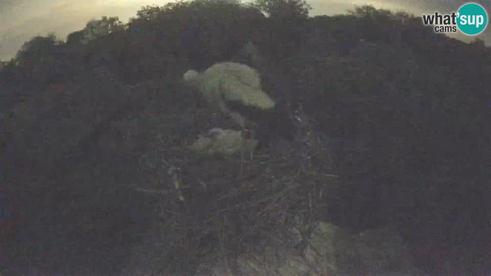 Live webcam European stork village – Lonjsko polje Nature Park