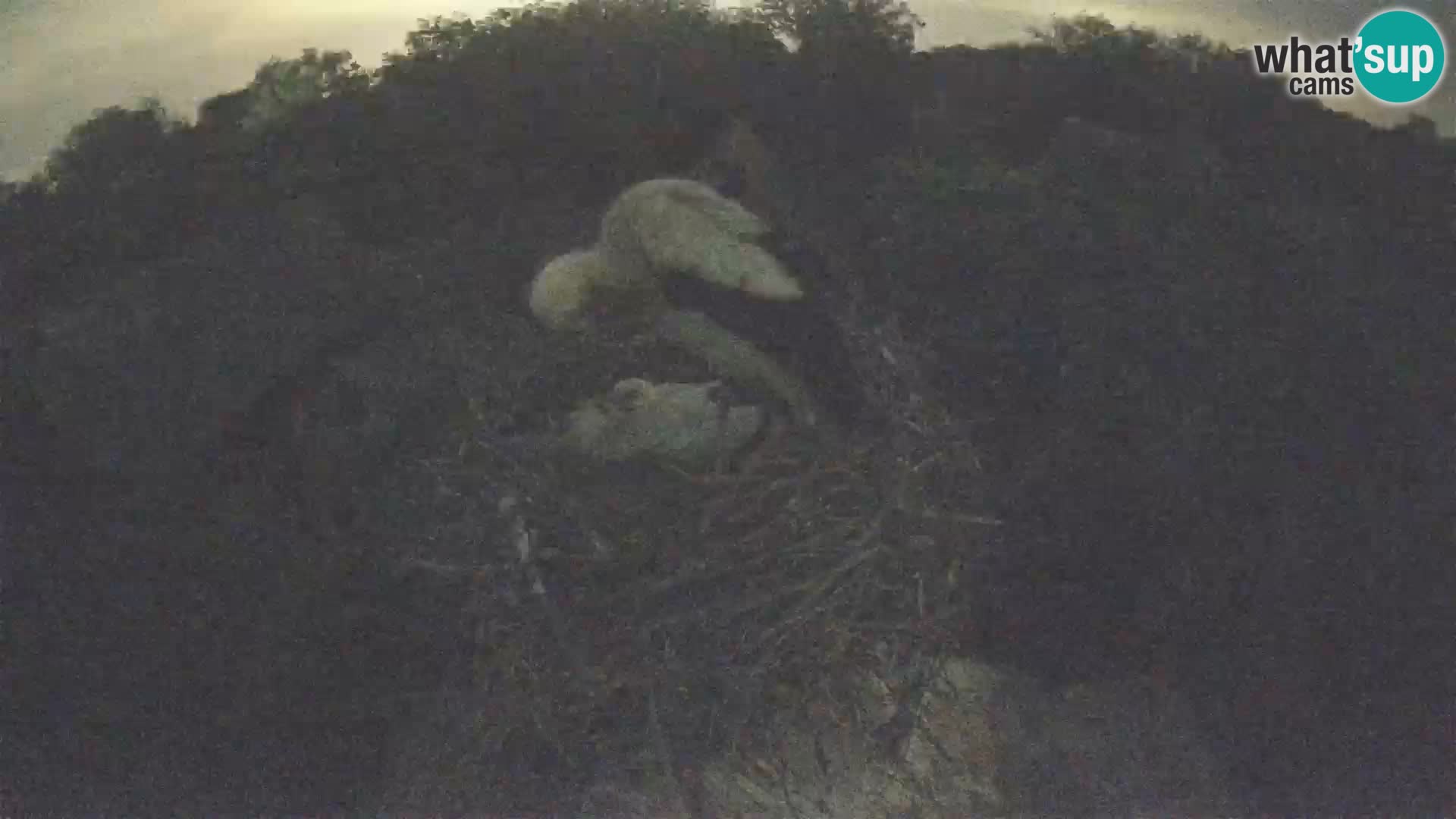Webcam Europäisches Storchendorf – Naturpark Lonjsko polje
