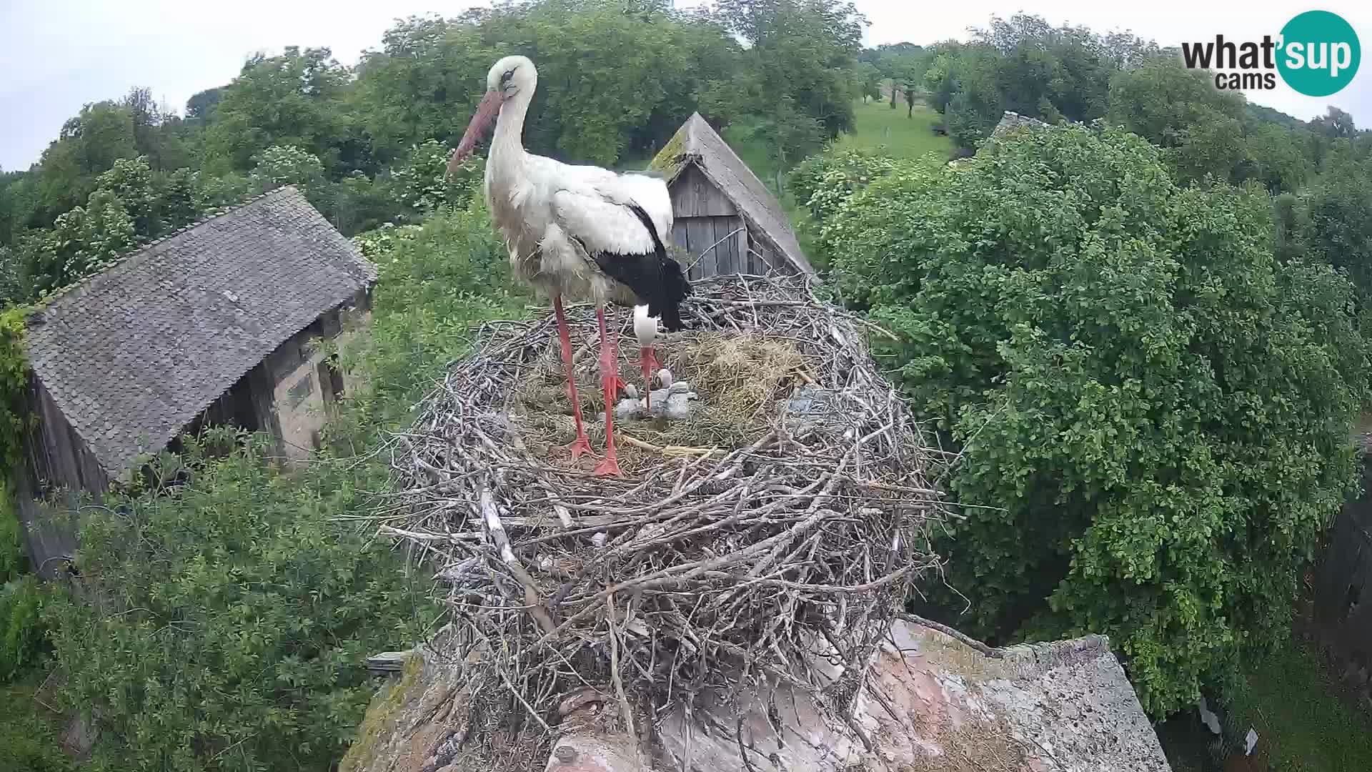 Pueblo europeo de cigüeñas camera en vivo Parque Natural Lonjsko polje