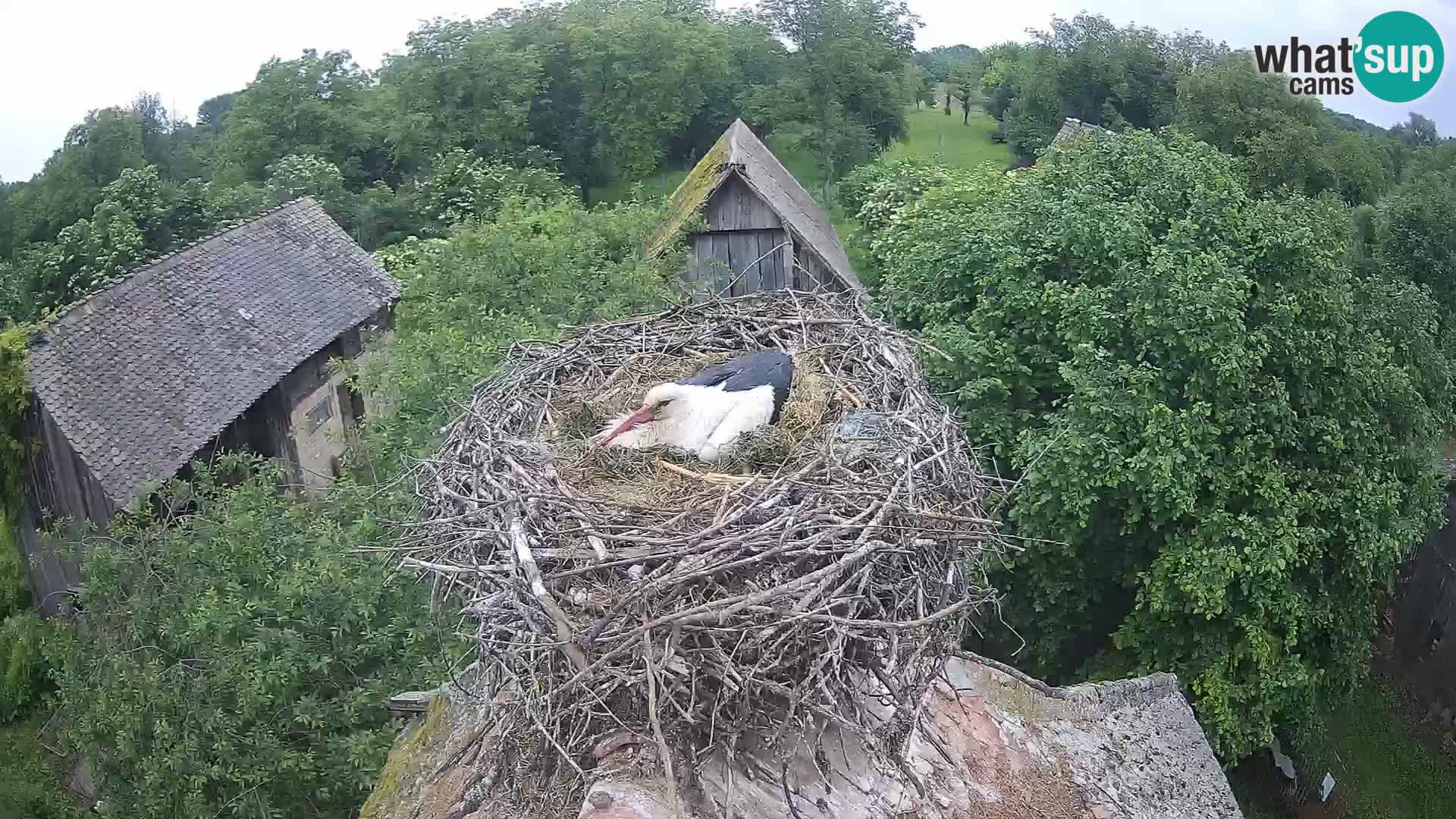 Live webcam European stork village – Lonjsko polje Nature Park