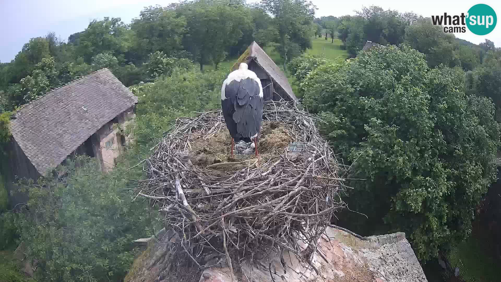 U živo Europsko selo roda – Park prirode Lonjsko polje
