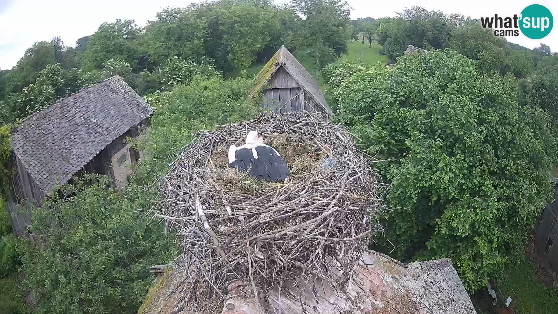 Villaggio delle cicogne europee webcam Parco naturale di Lonjsko polje